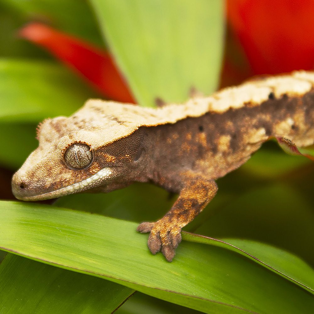 CB Harlequin Crested Gecko