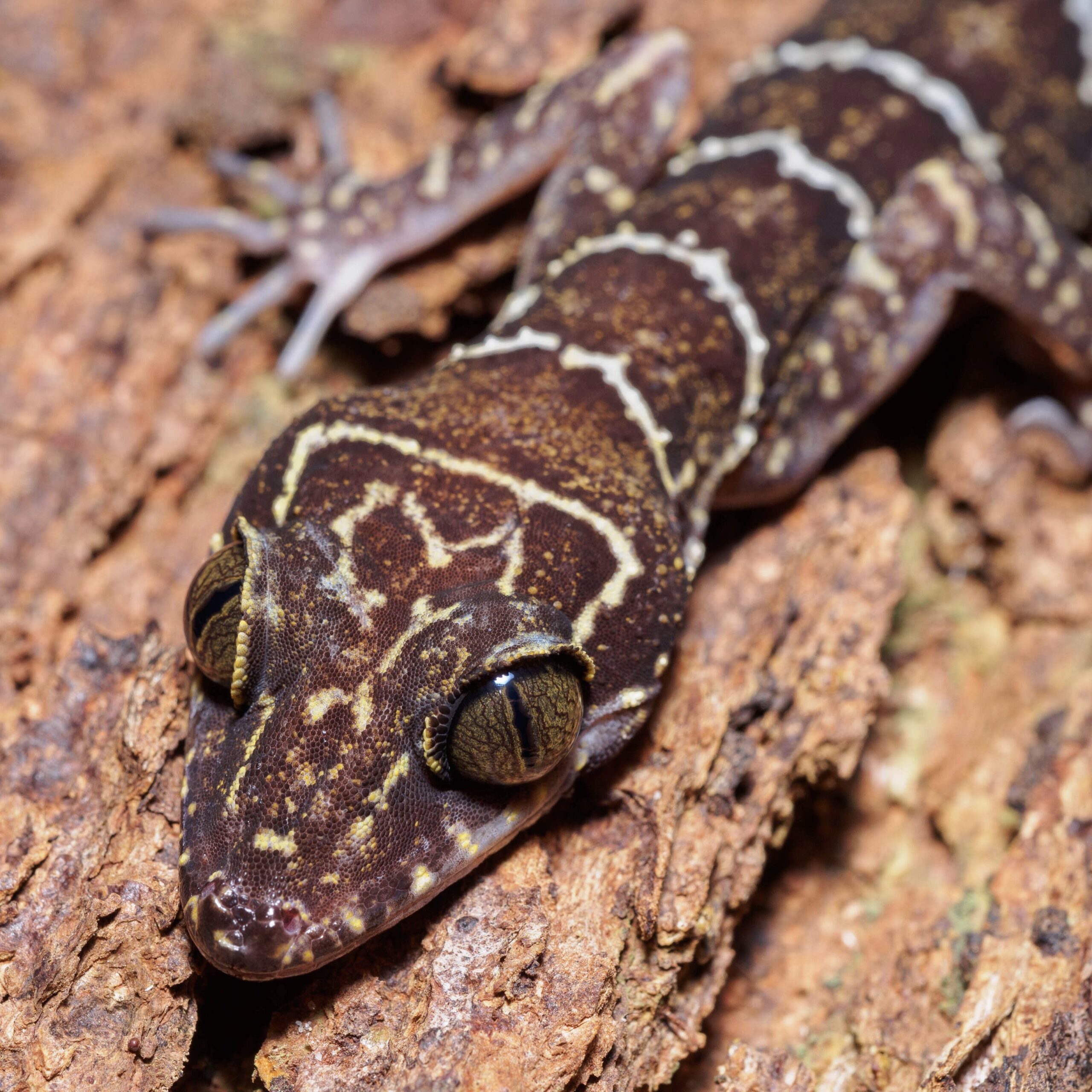 CB Peter's Bow-fingered Gecko