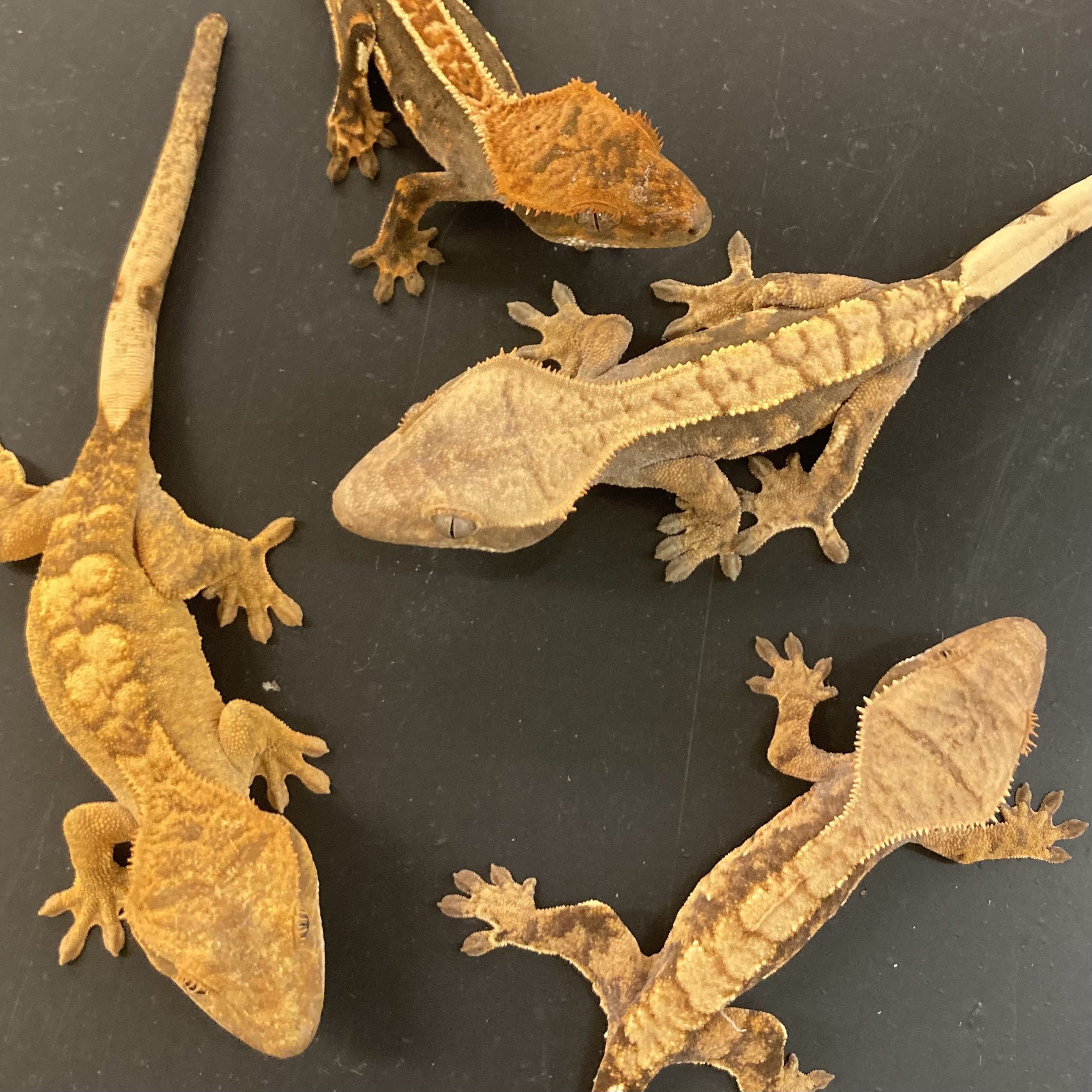 CB Crested Gecko Mixed Morph *BUNDLE of 10*