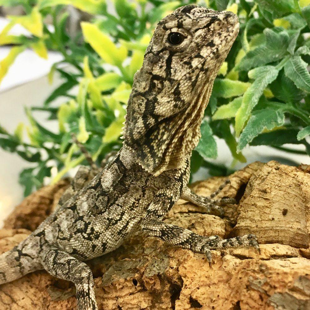 CB 8-10cm Frilled Dragon