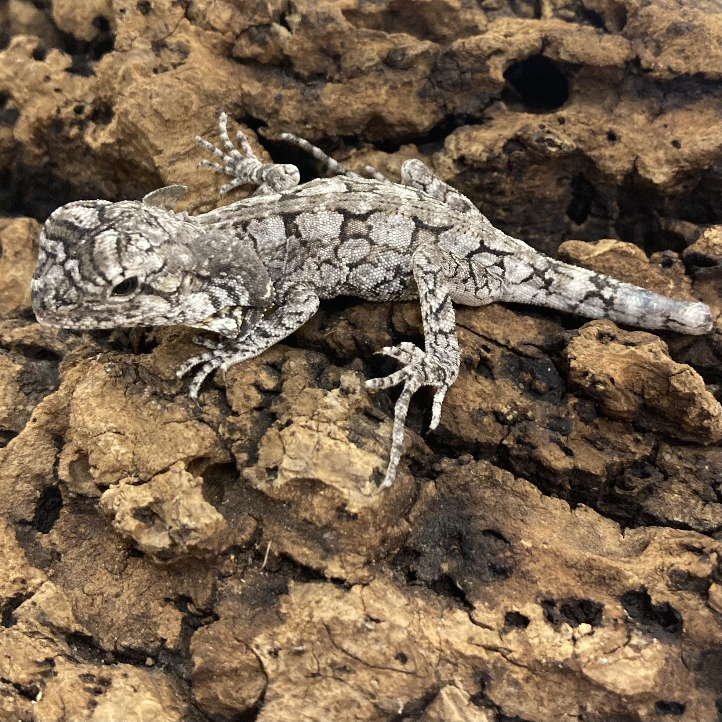 CB 5-6cm Frilled Dragon