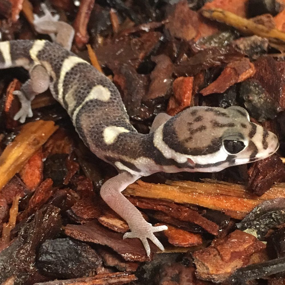 CB ADULT Banded Gecko