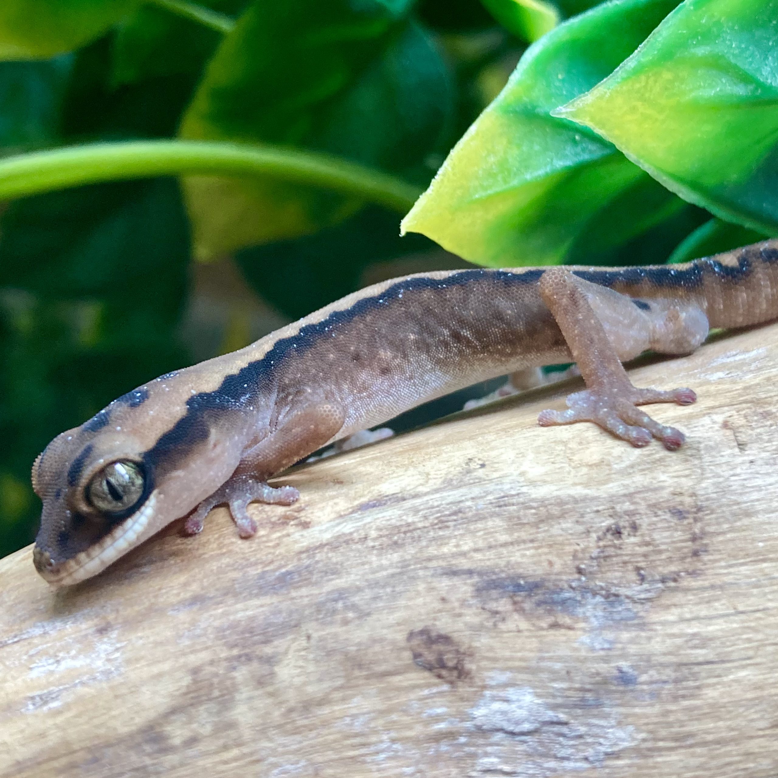 CB Australian Giant Stone Gecko