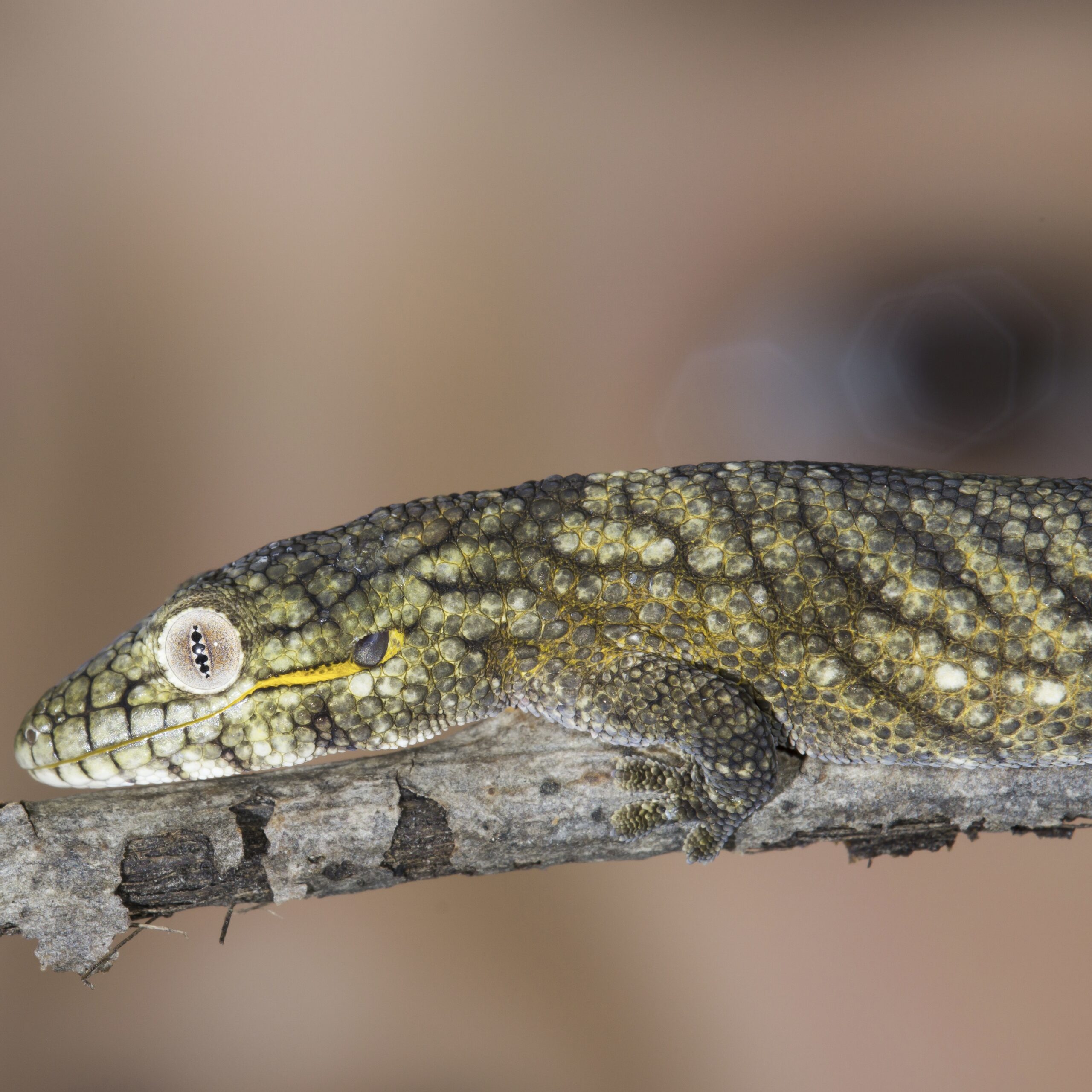 CB MALE Bauers Chameleon Gecko