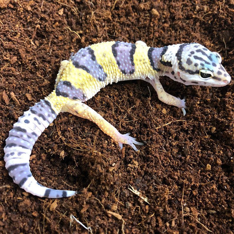 CB Leopard Gecko *BUNDLE OF 3*