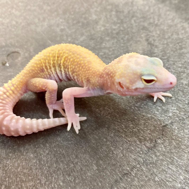 CB Sub-Adult MACK SNOW Leopard Gecko – Peregine
