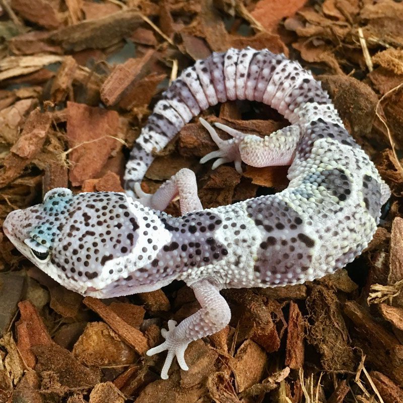 CB MACK SNOW Leopard Gecko