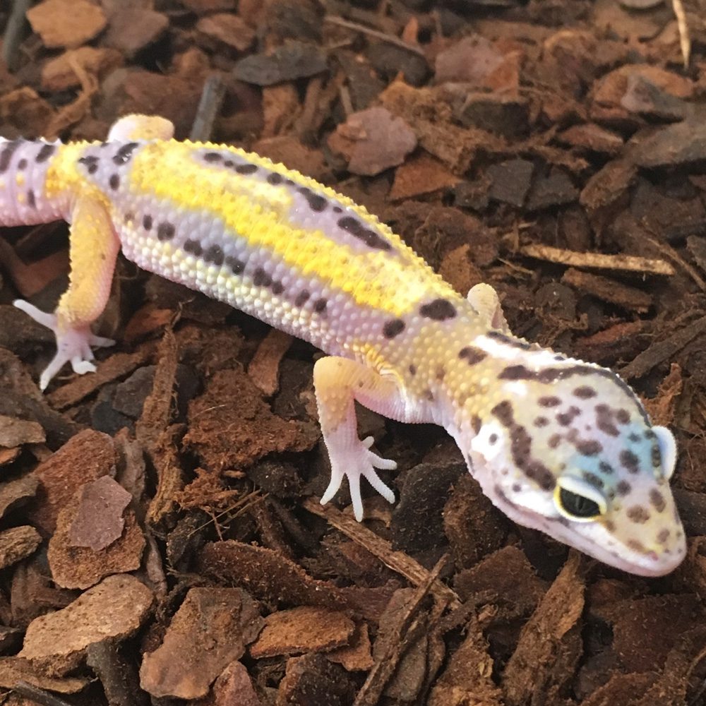 CB JUNGLE DESIGNER Leopard Gecko