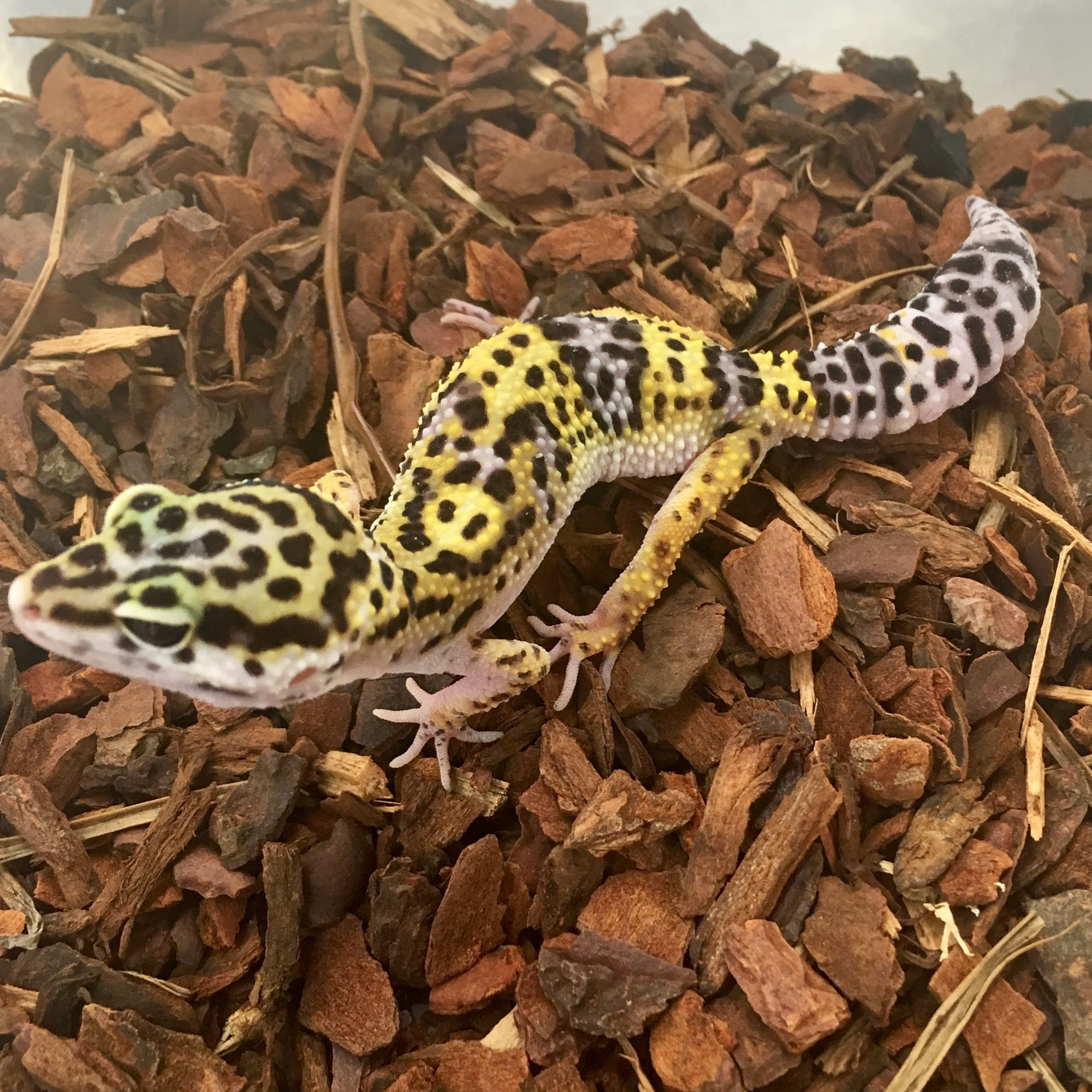 CB NORMAL Leopard Gecko