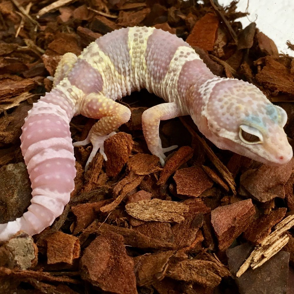 CB MACK SNOW ALBINO Leopard Gecko