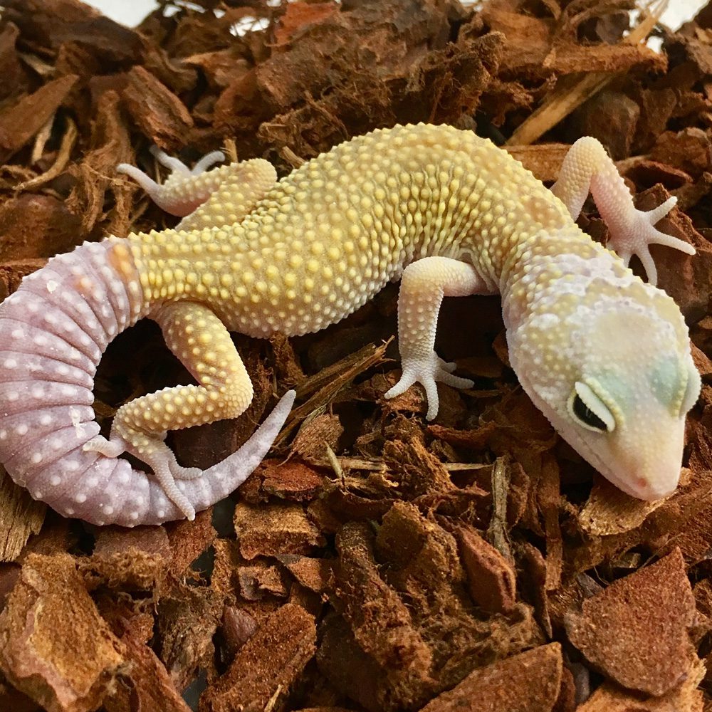 CB LEUCISTIC Leopard Gecko