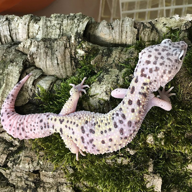 CB MONTANUS Leopard Gecko