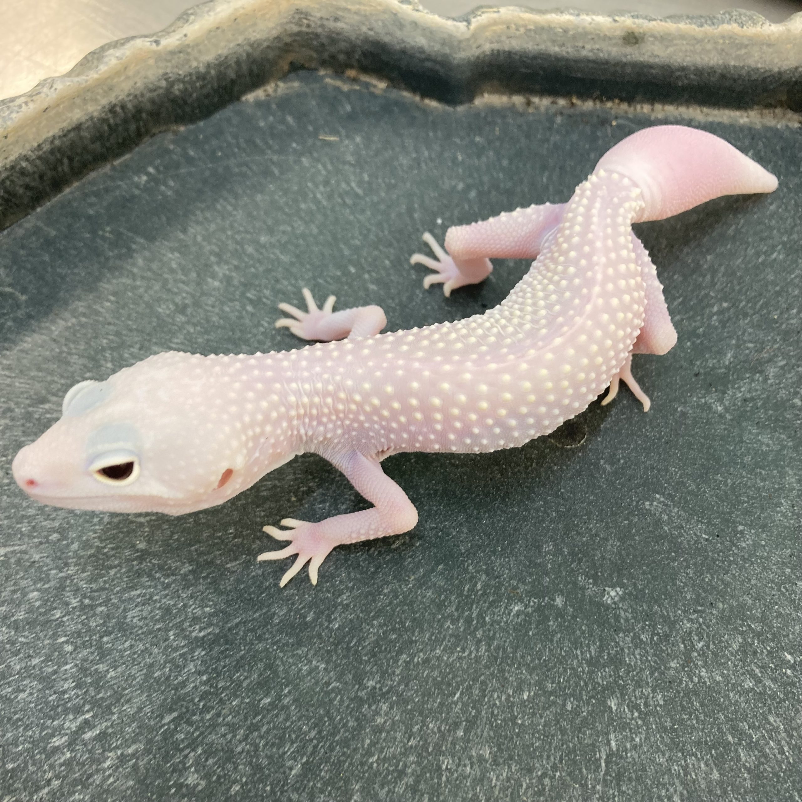 CB BLAZING BLIZZARD Leopard Gecko