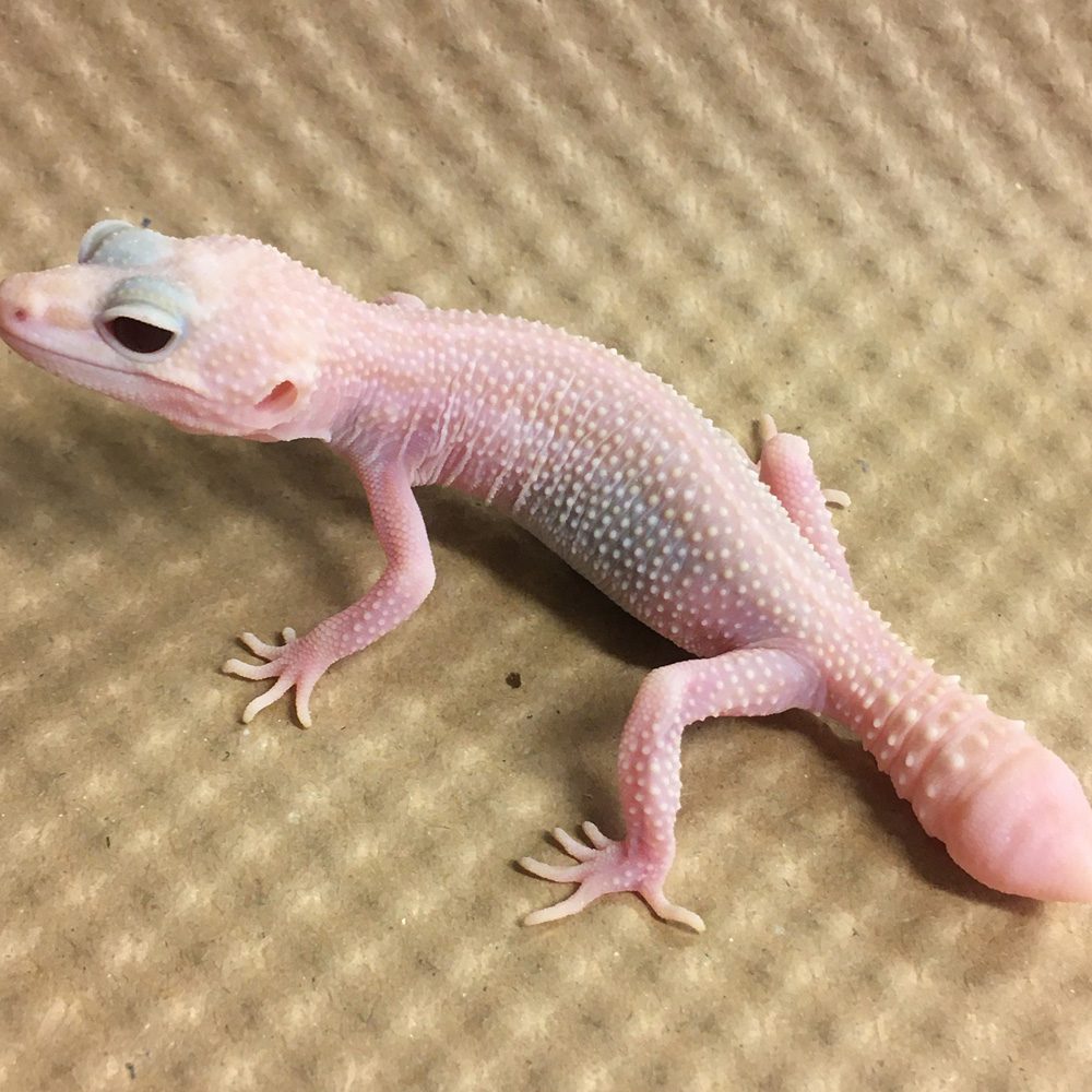 CB BLAZING BLIZZARD Leopard Gecko