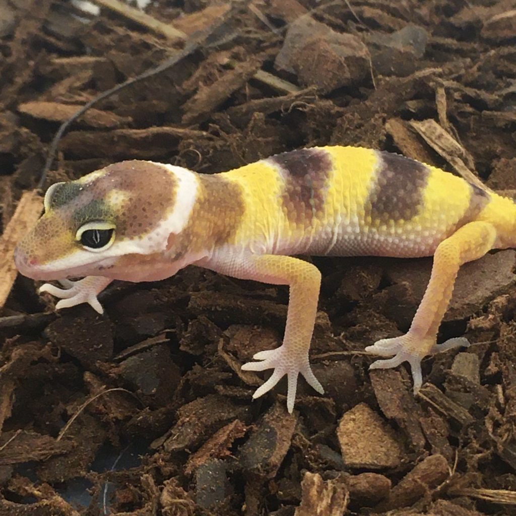 Leopard Geckos | Peregine