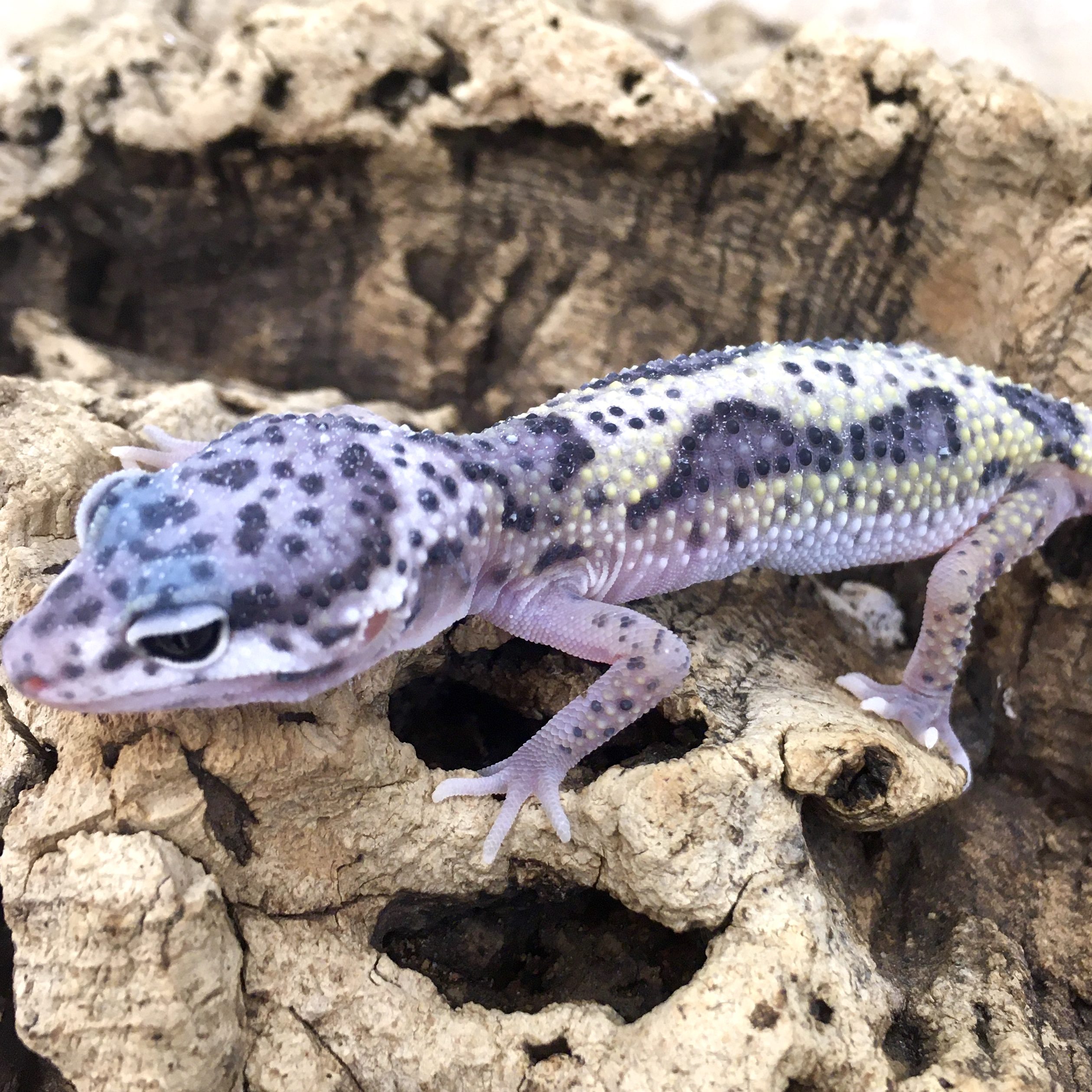 CB STRIPE Leopard Gecko