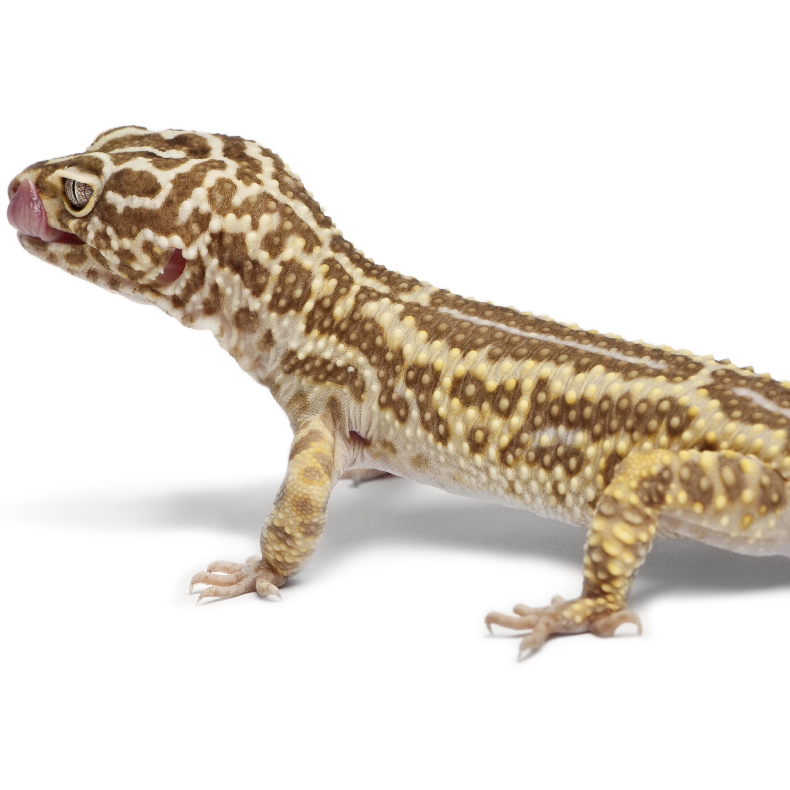 CB ALBINO STRIPE Leoaprd Gecko