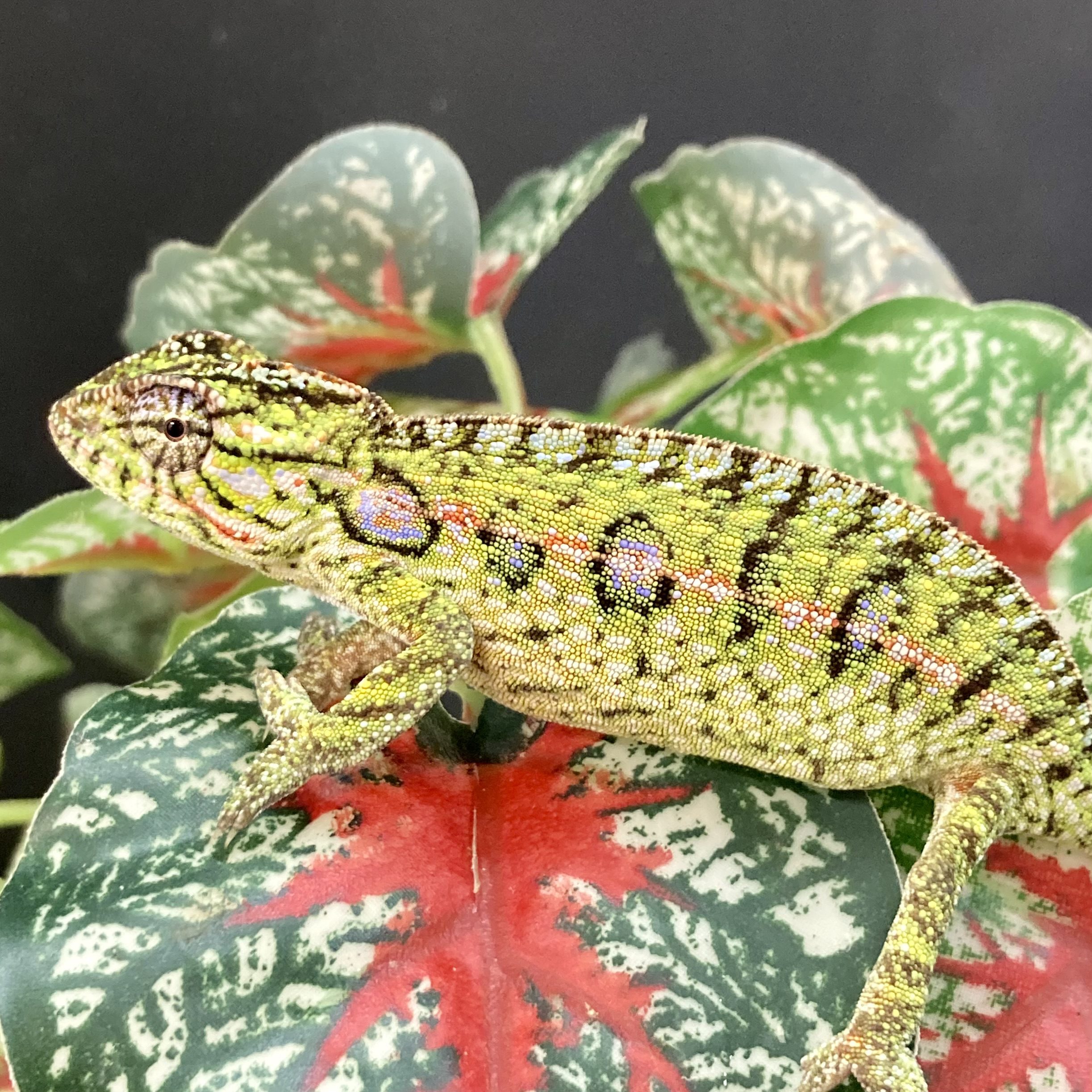 CB Carpet Chameleon