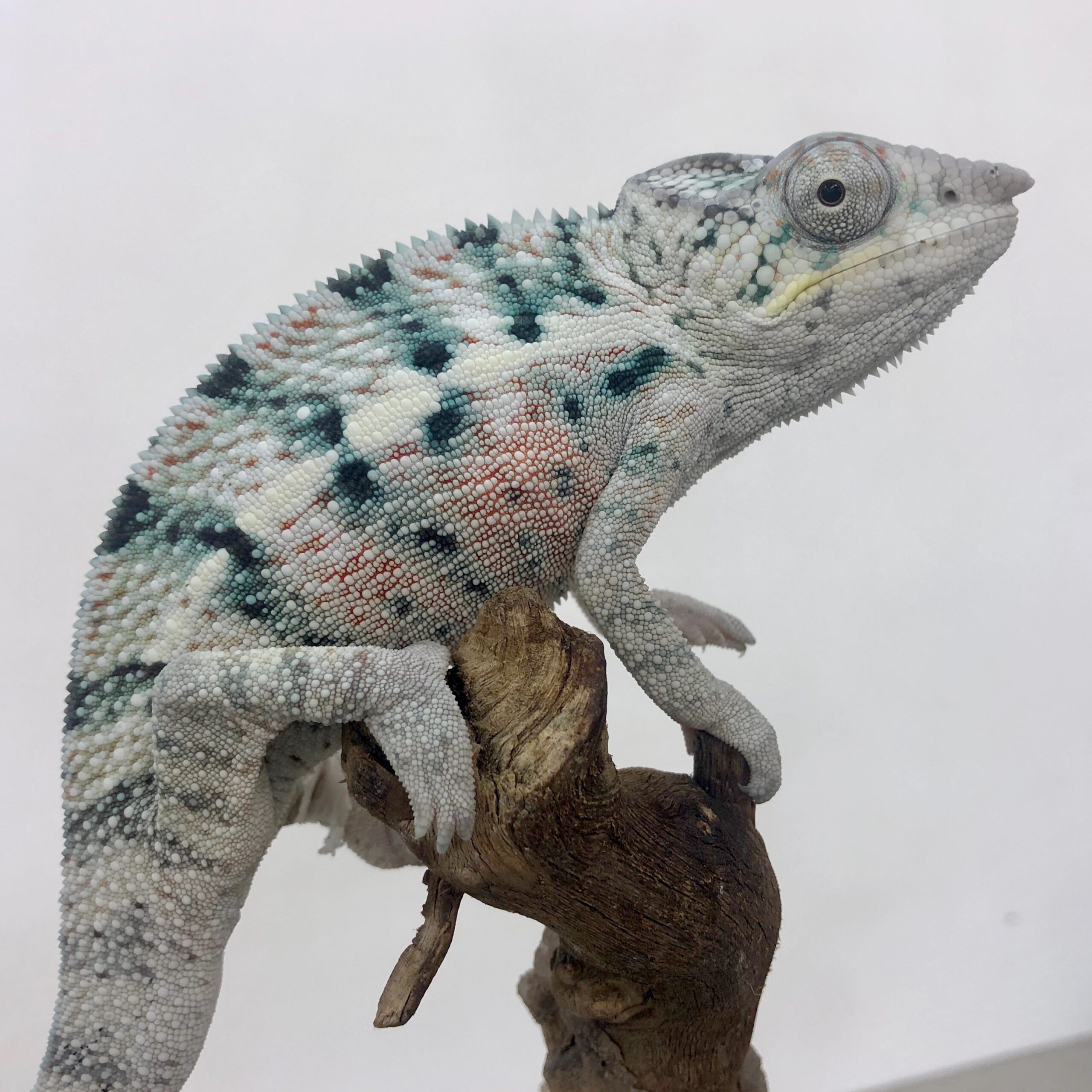 CB PAIR &ldquo;Nosy Faly&rdquo; Panther Chameleon | Peregrine