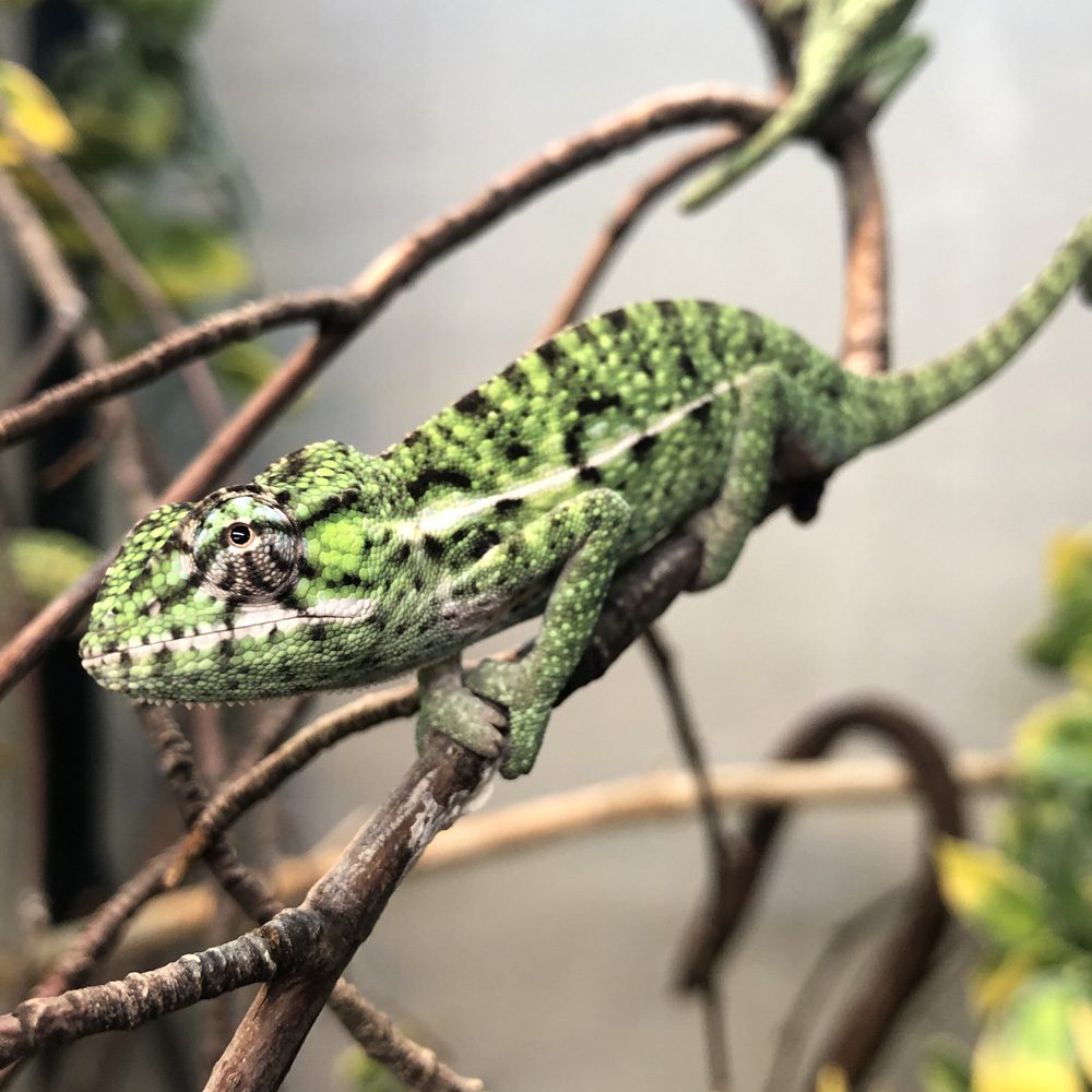 CB Emerald Green Carpet Chameleon