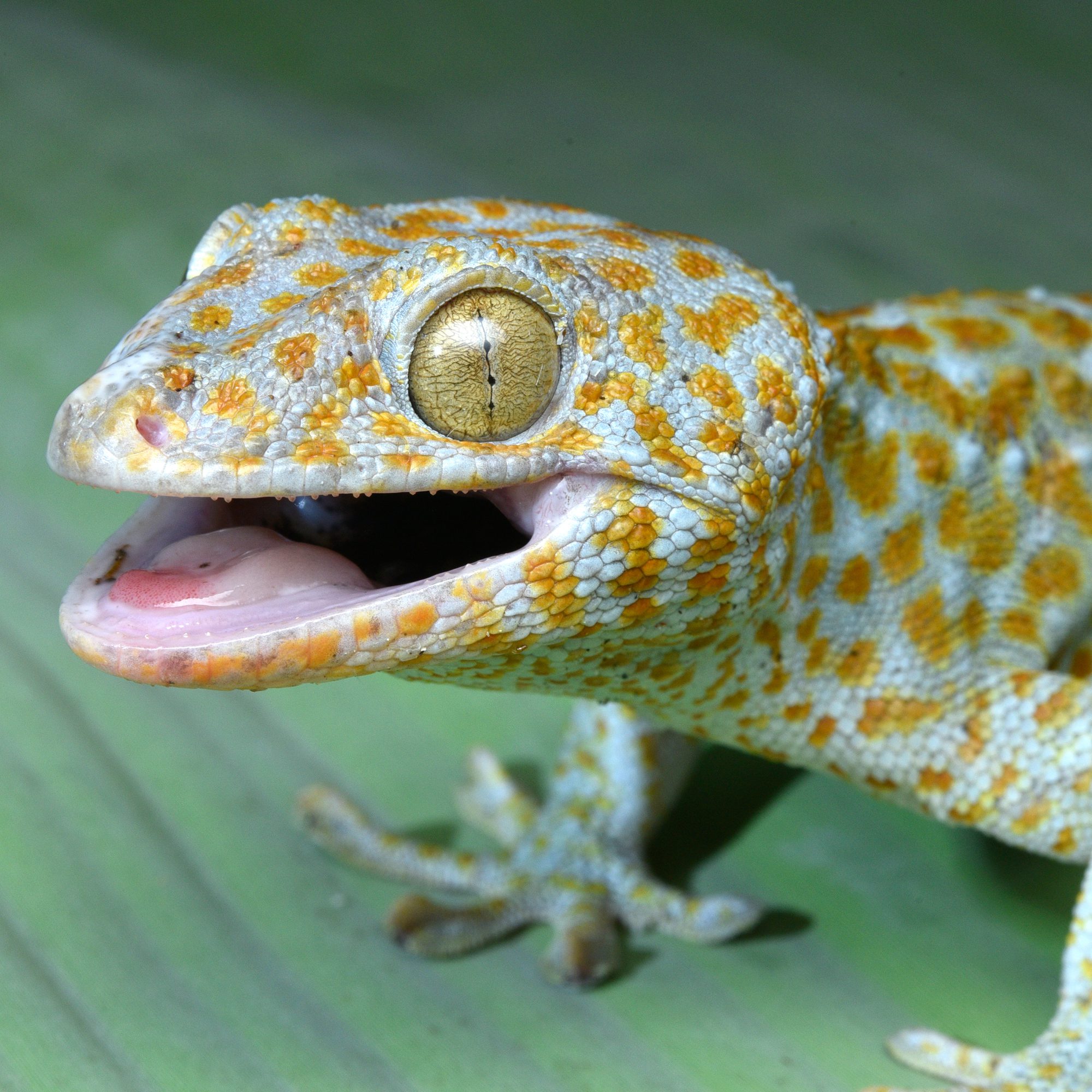 CB Tokay Gecko