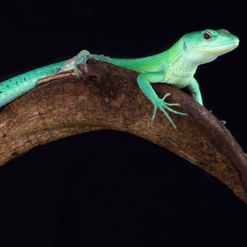 CB Green Keel-Bellied Lizard
