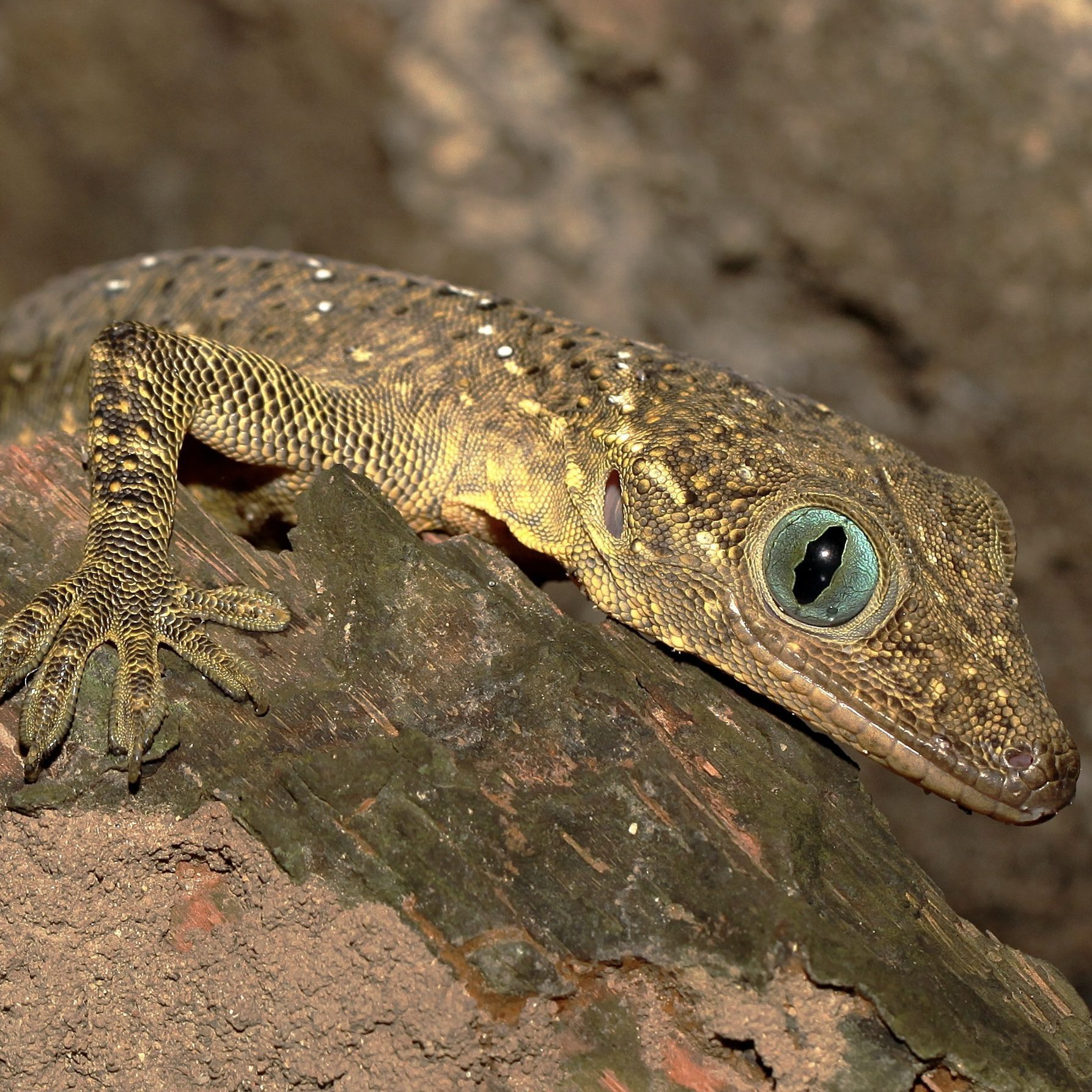 CB Smith's Green-eyed Gecko