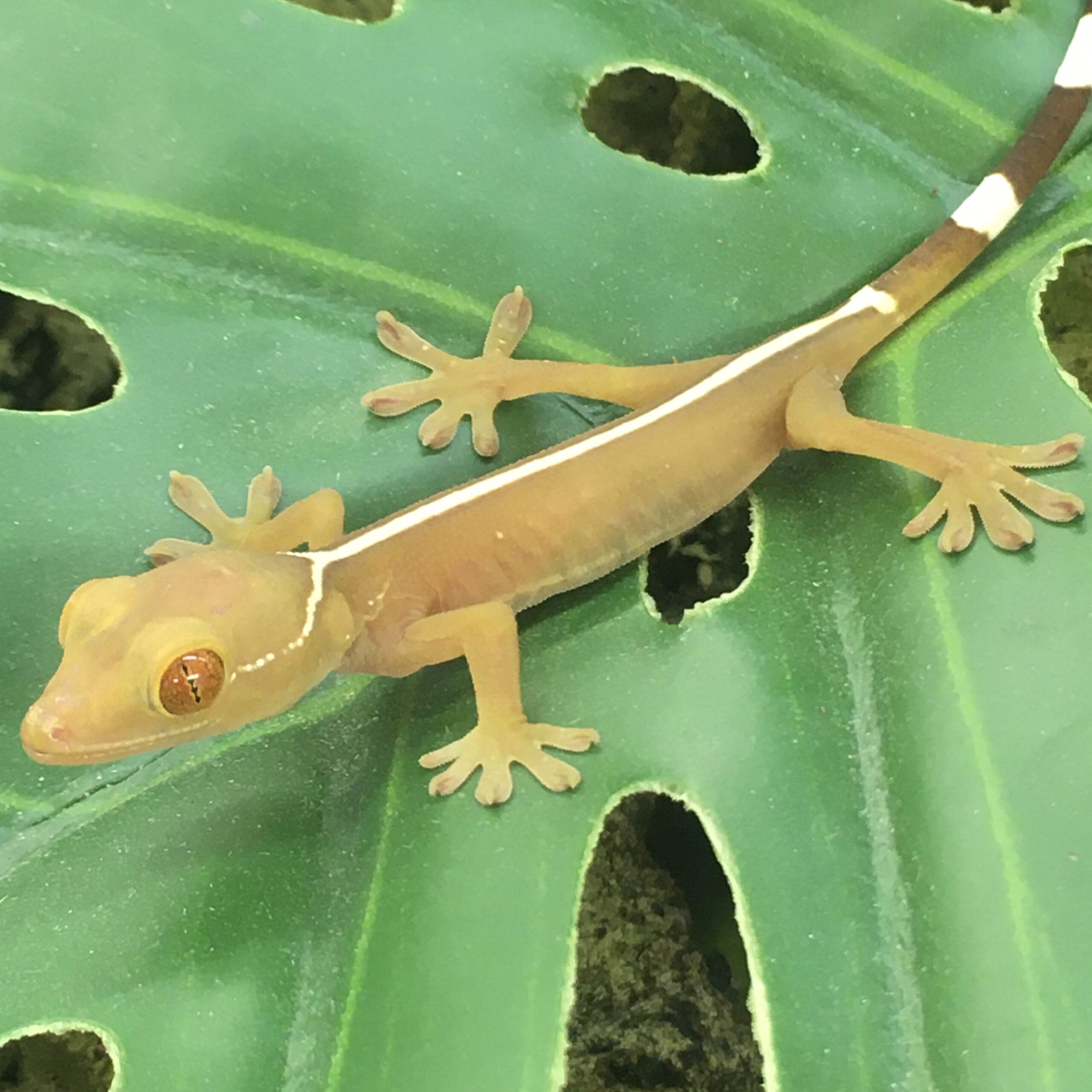 CB White Lined Gecko