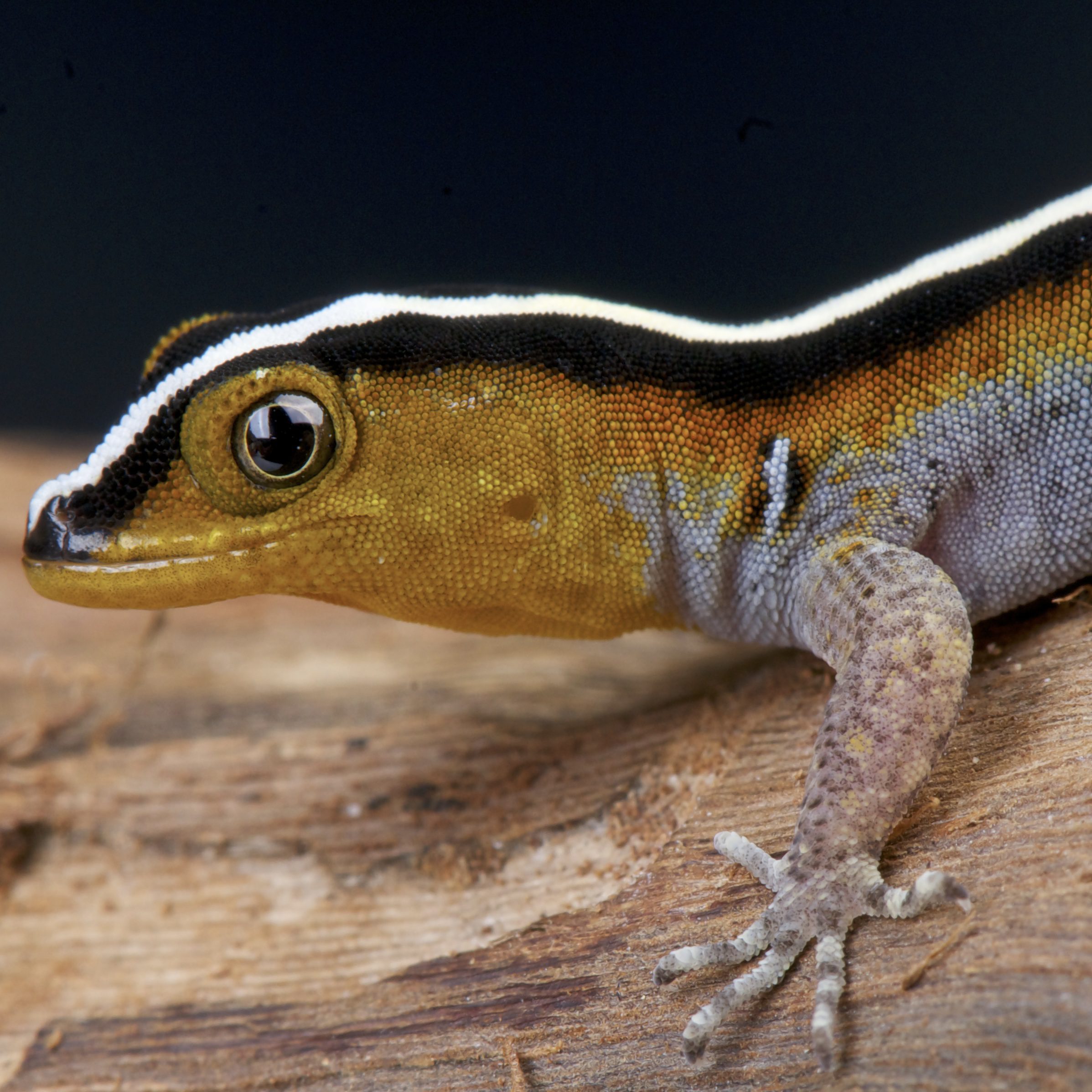 CB Wiegmanns Striped Gecko