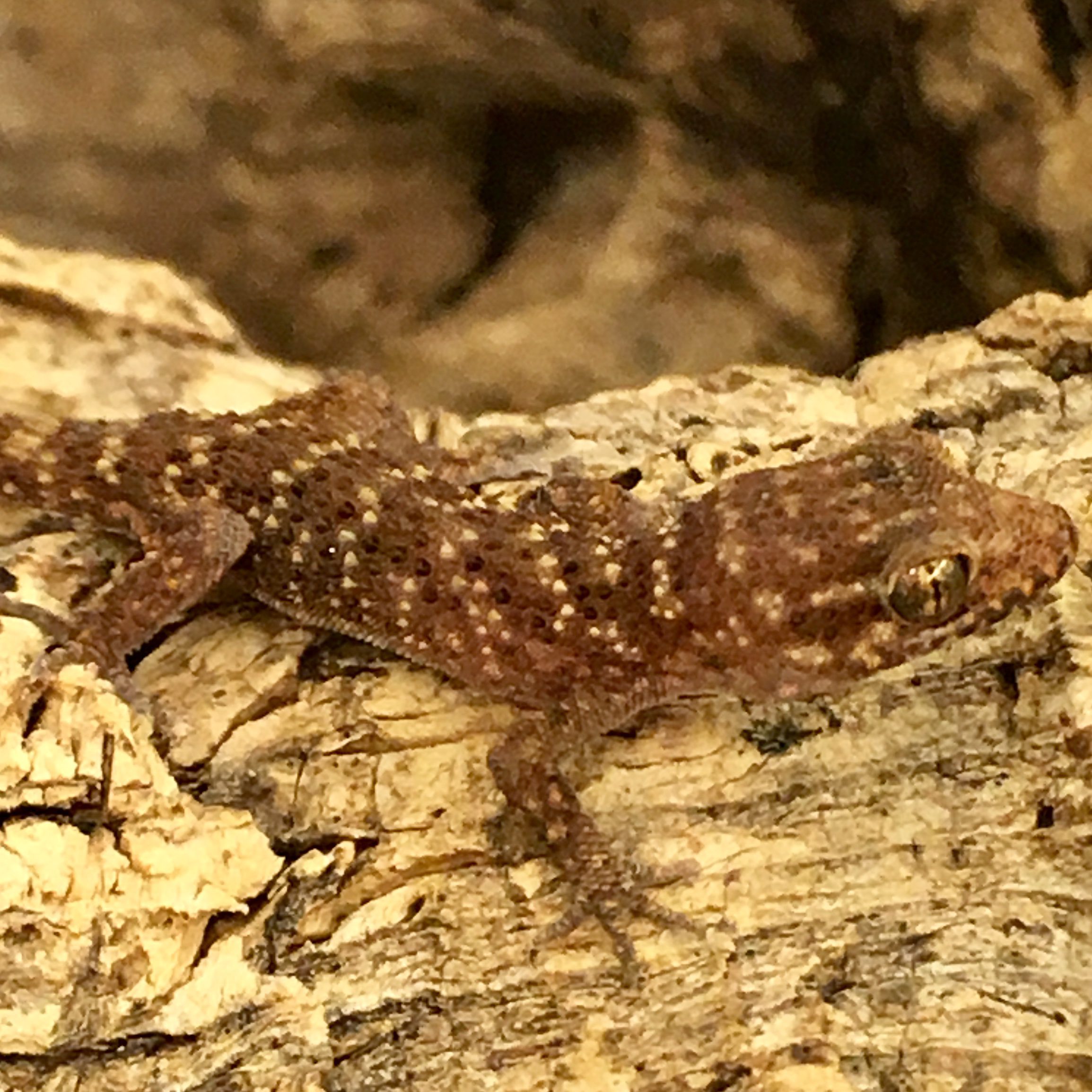 CB Bynoes Prickly Gecko