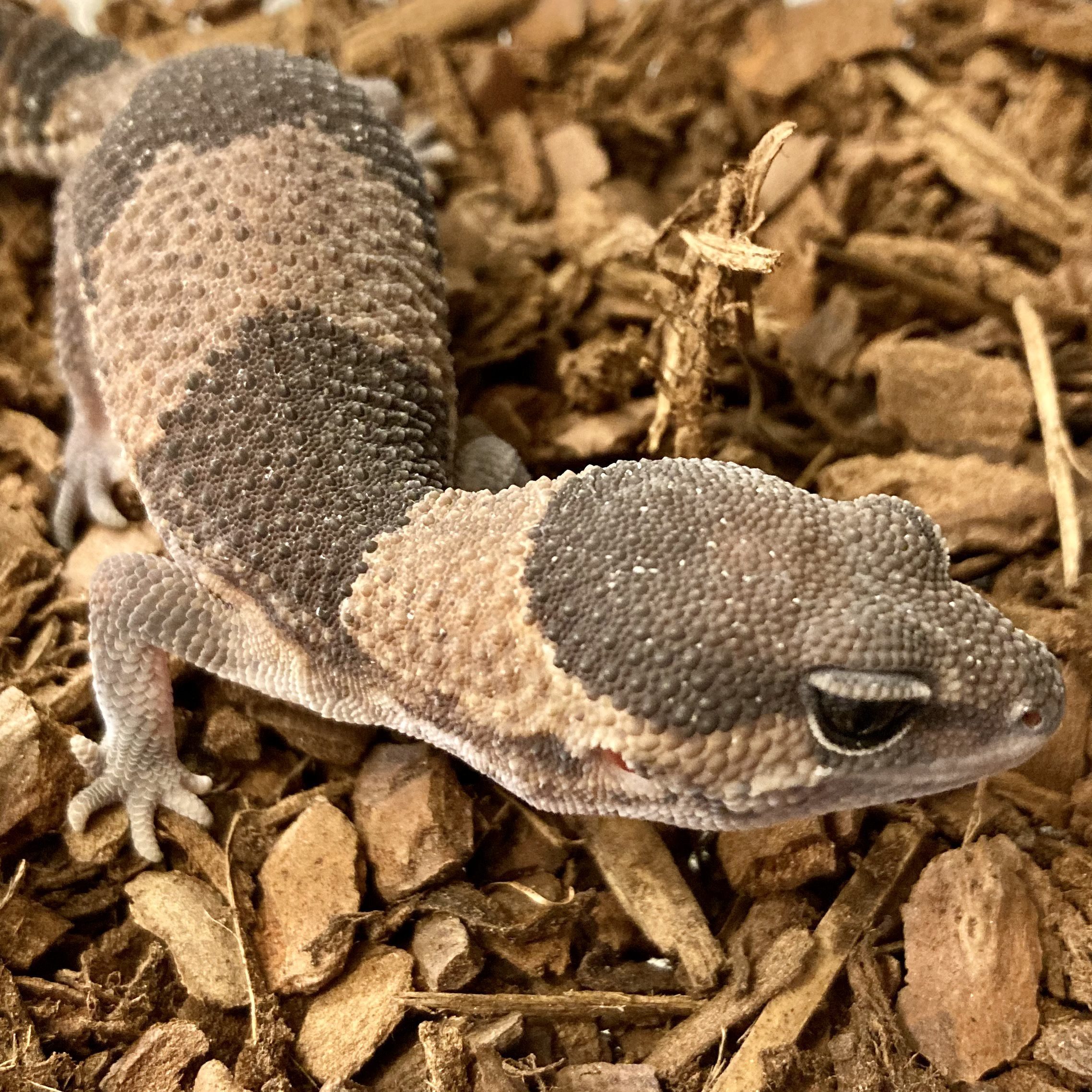 CB Fat Tailed Gecko