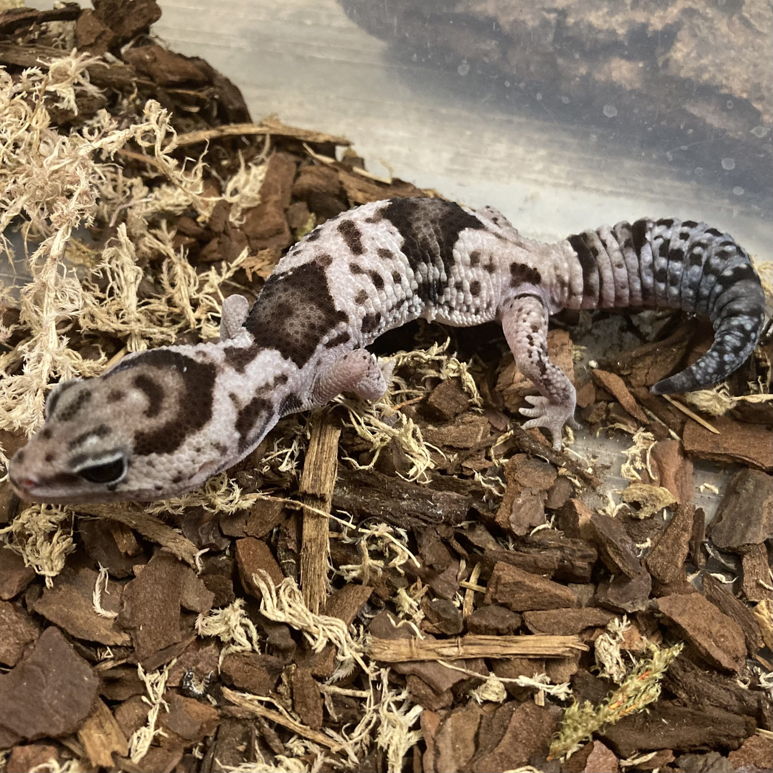 CB OREO WHITEOUT Fat Tailed Gecko