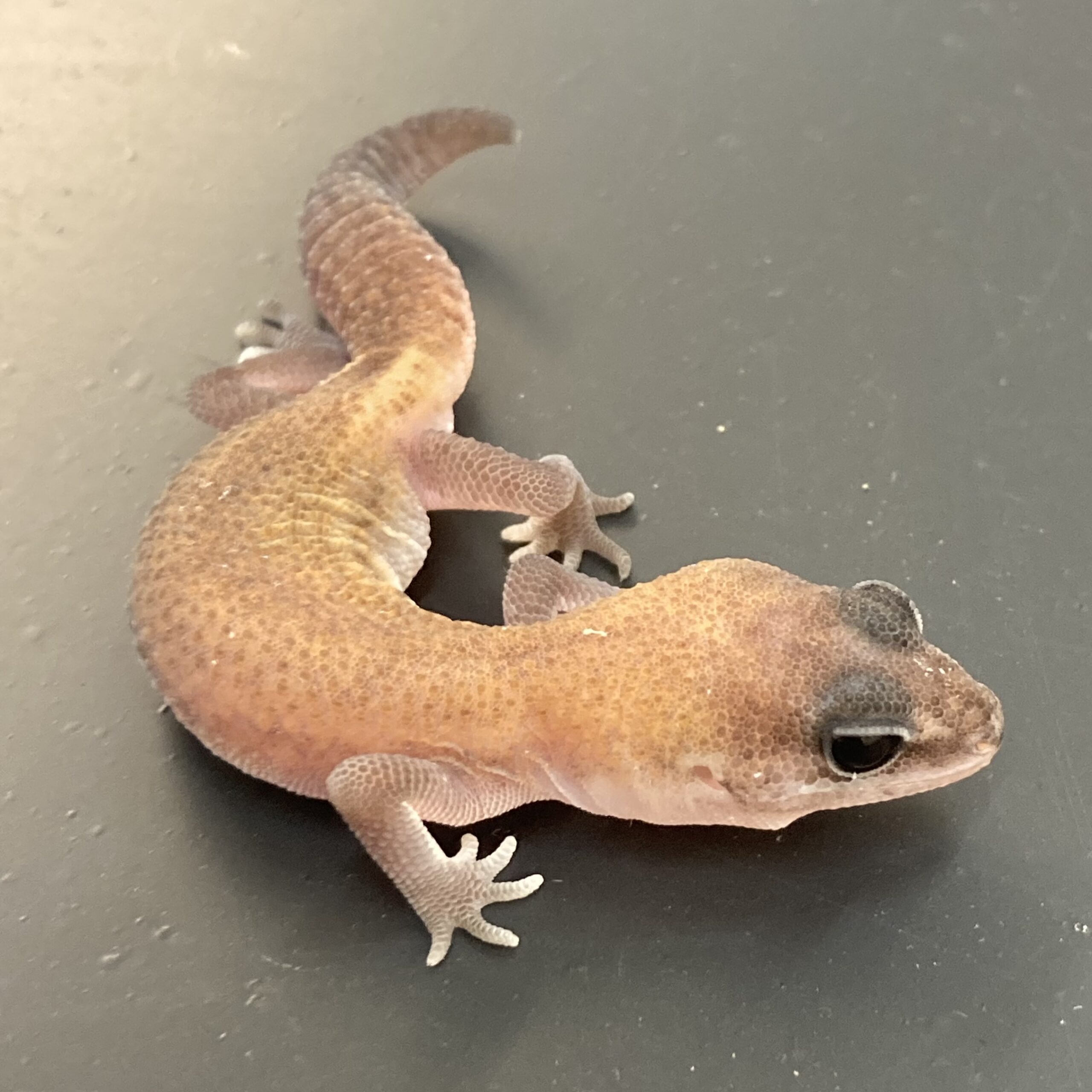 CB PATTERNLESS Fat Tailed Gecko