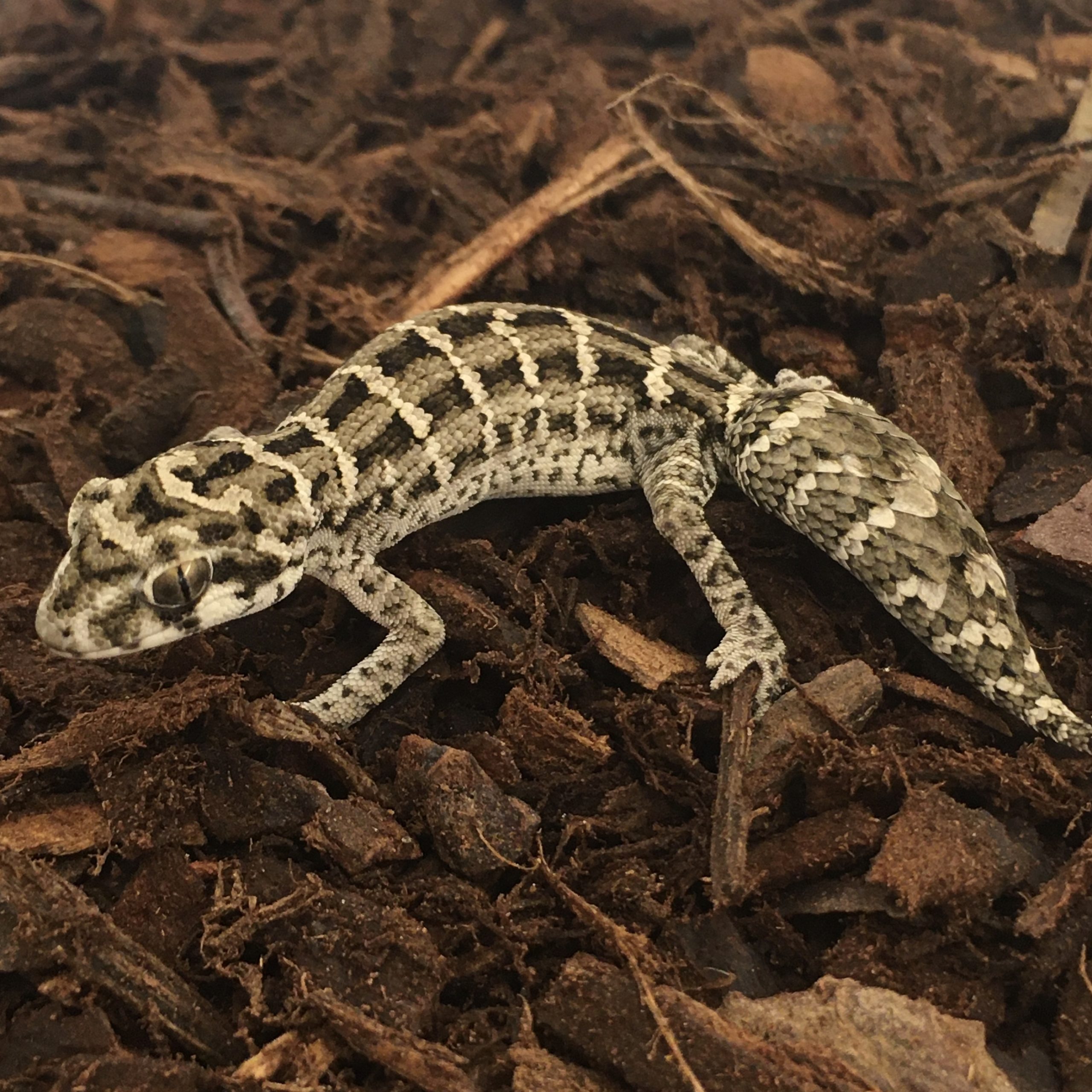 CB Viper Gecko