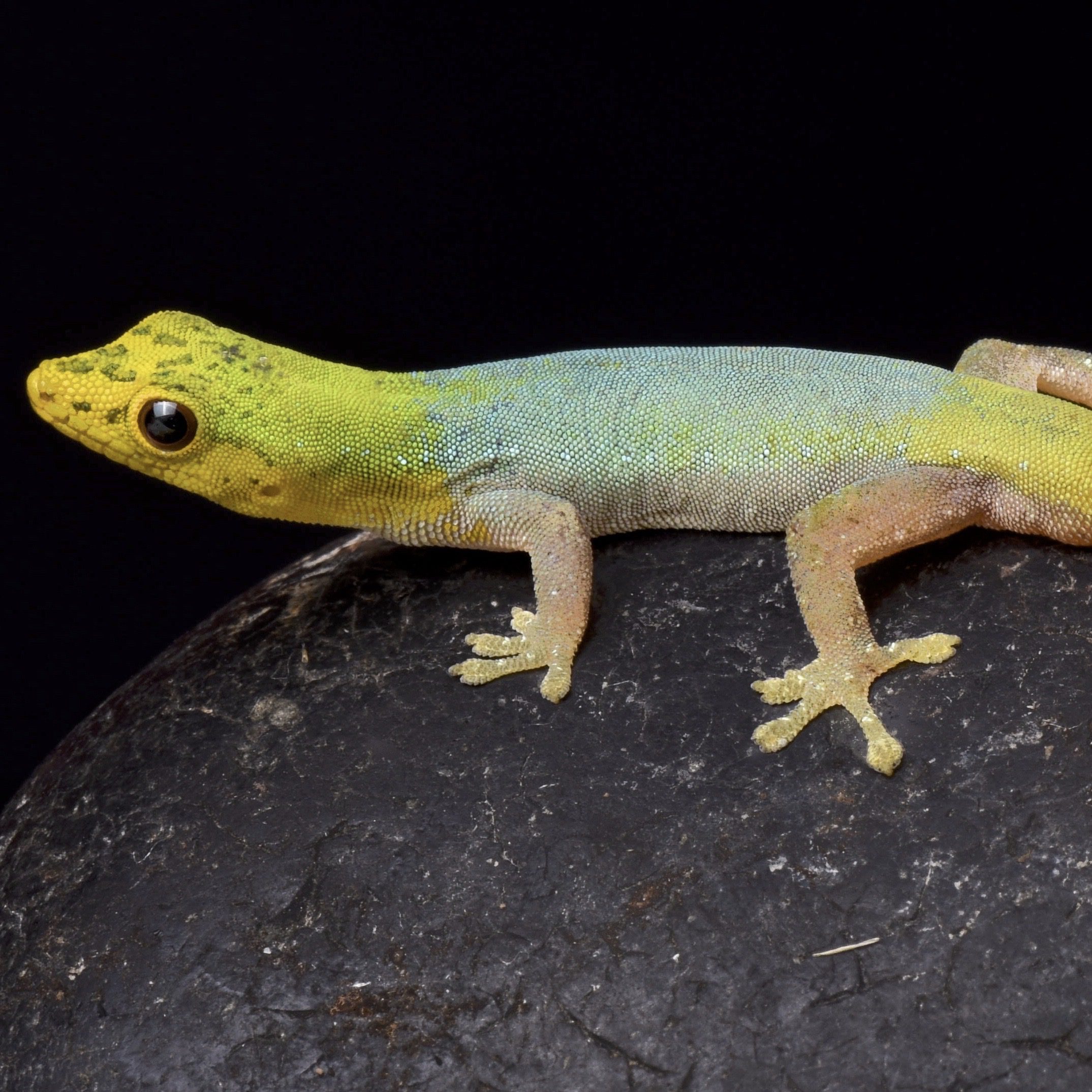 CB Cameroon Dwarf Gecko