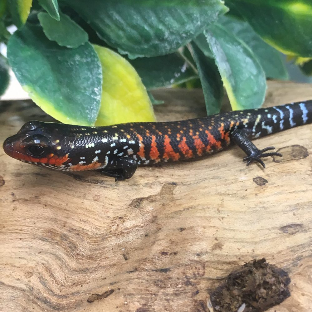 CB Fire Skink