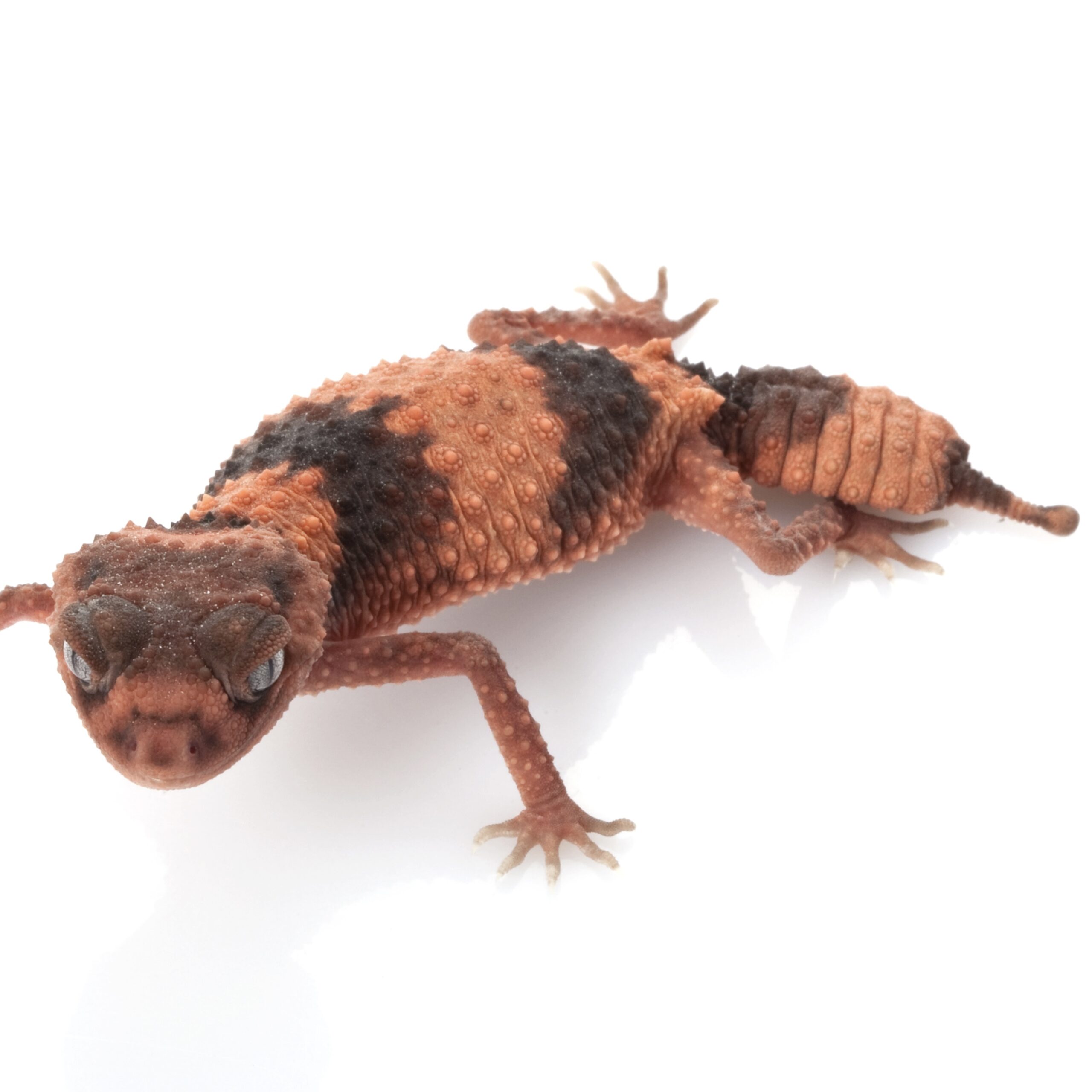 CB Northern Banded Knob-Tailed Gecko