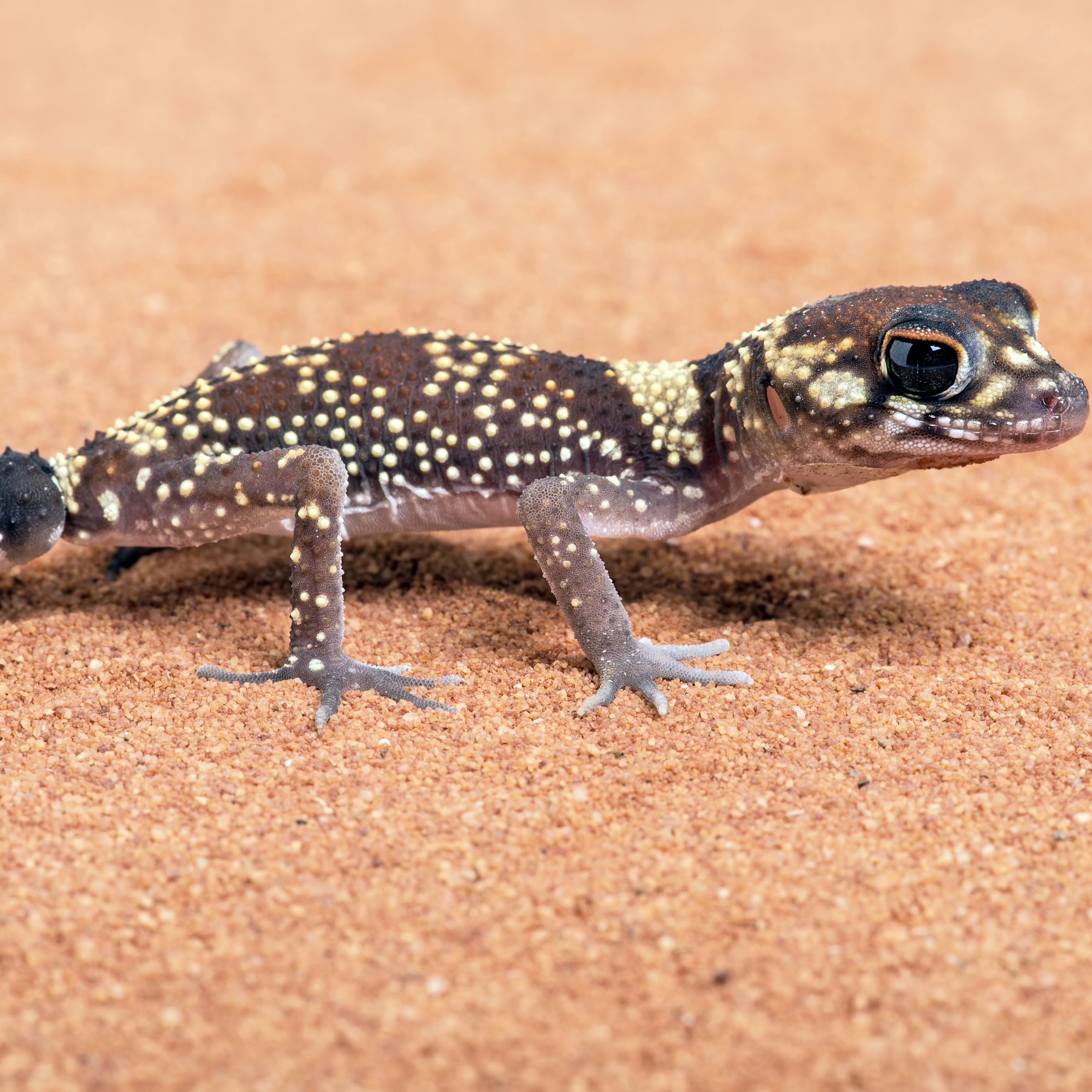 CB Australian Barking Gecko *B-Grade*