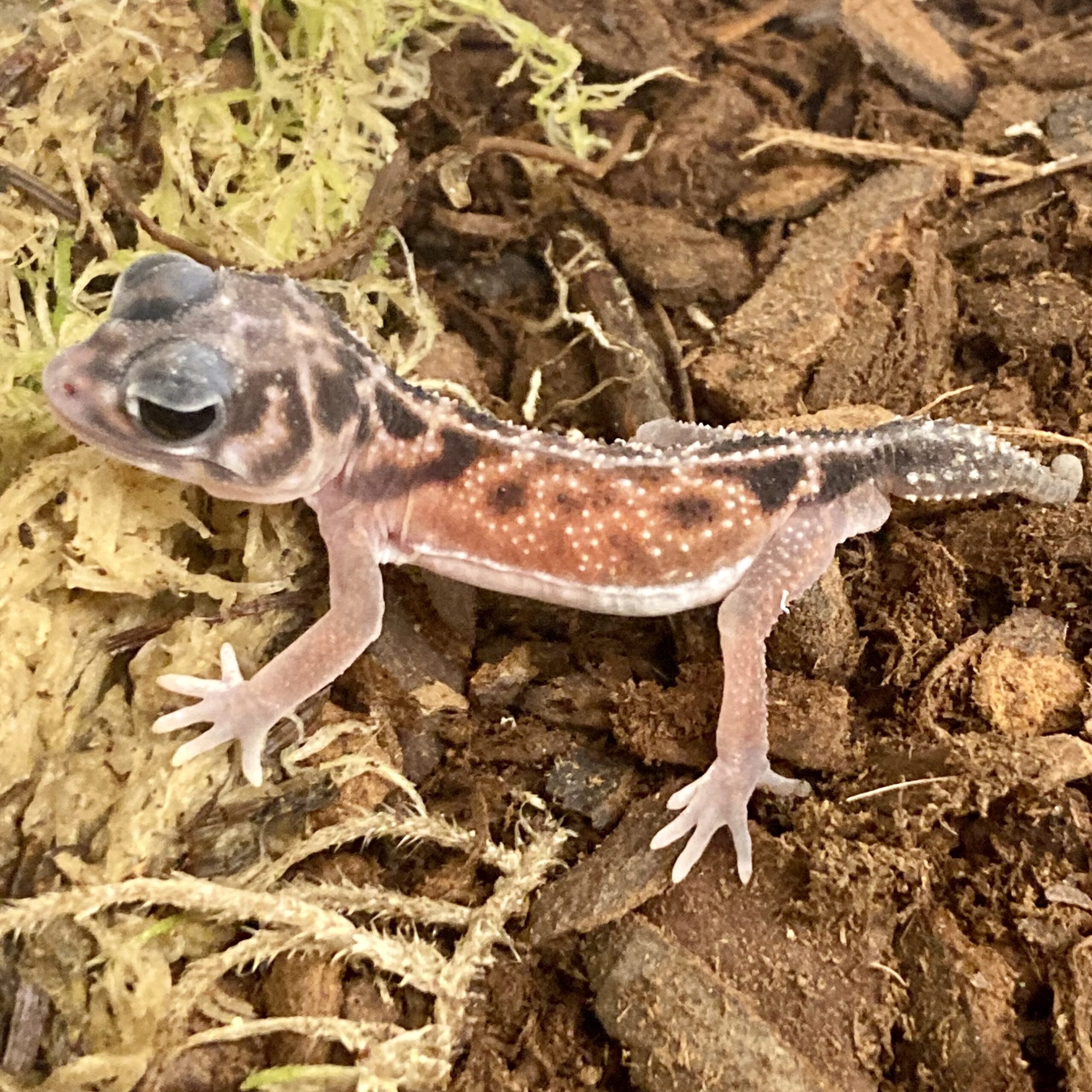 CB Midline Knob-Tailed Gecko