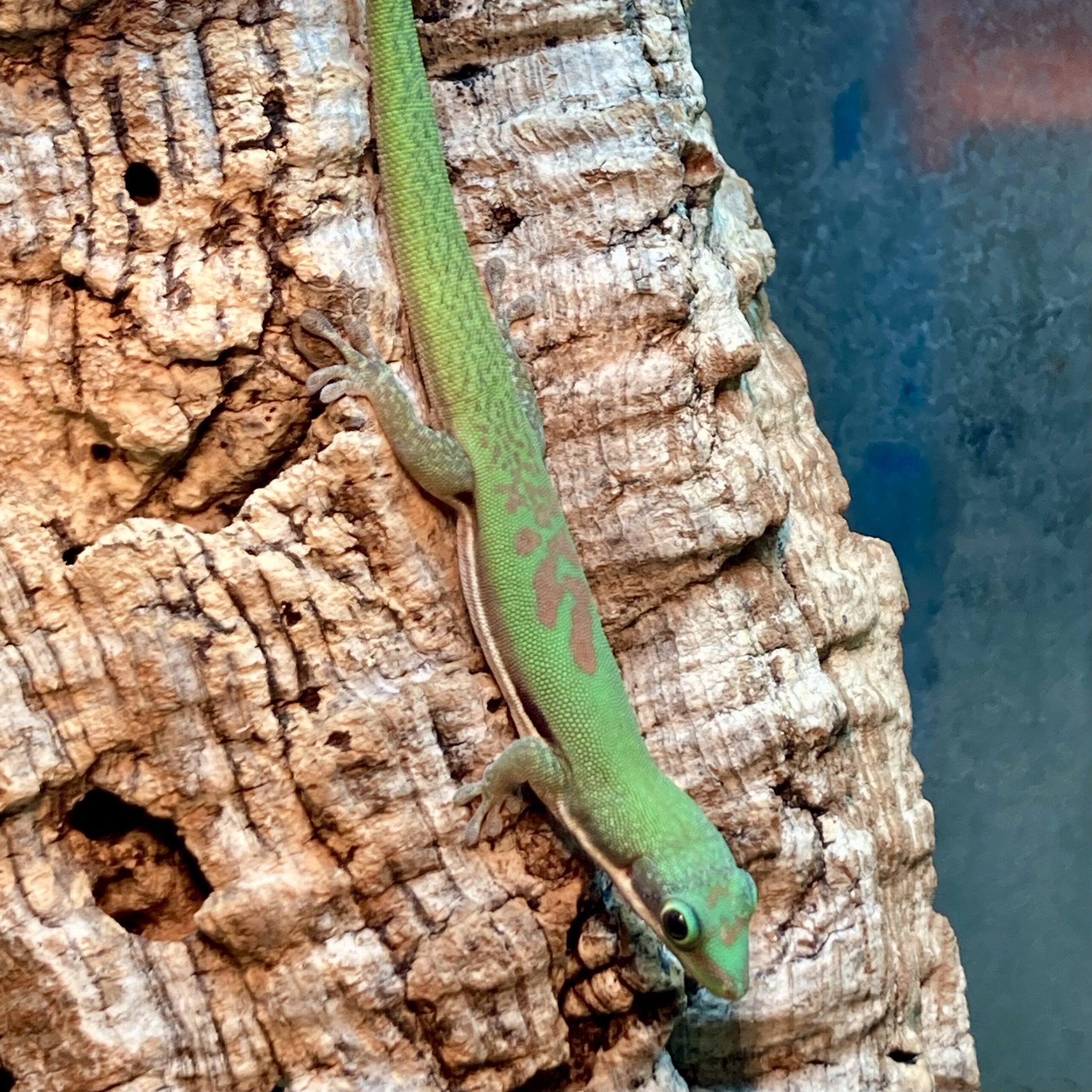 CB Striped Day Gecko