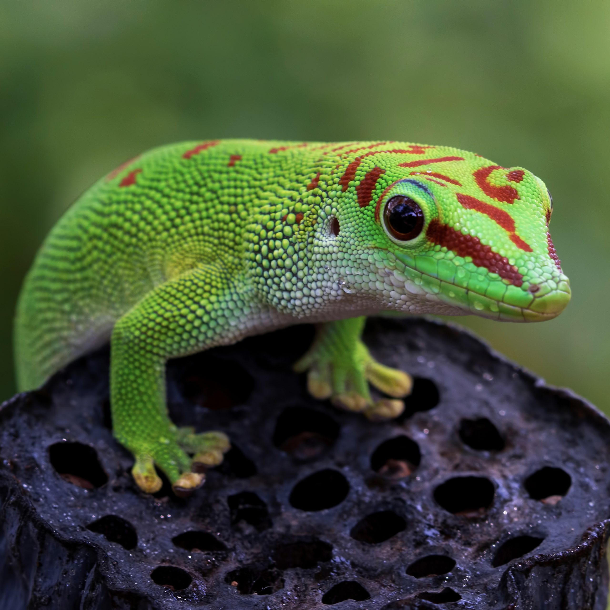 CB High Red Giant Madagascan Day Gecko