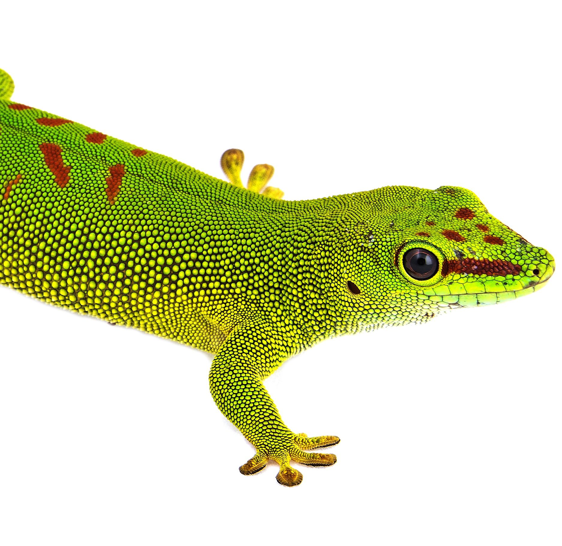 CB High Red Giant Madagascan Day Gecko *B-GRADE*