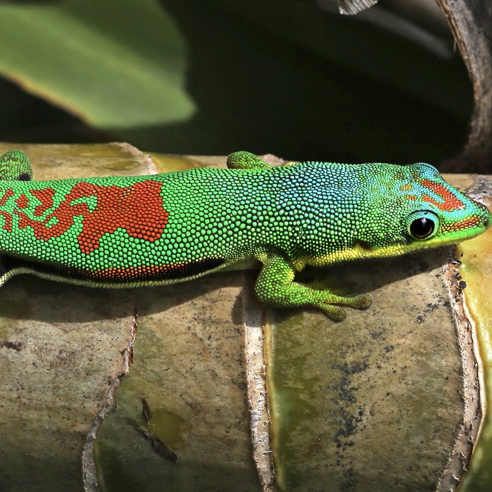 CB Lined Day Gecko