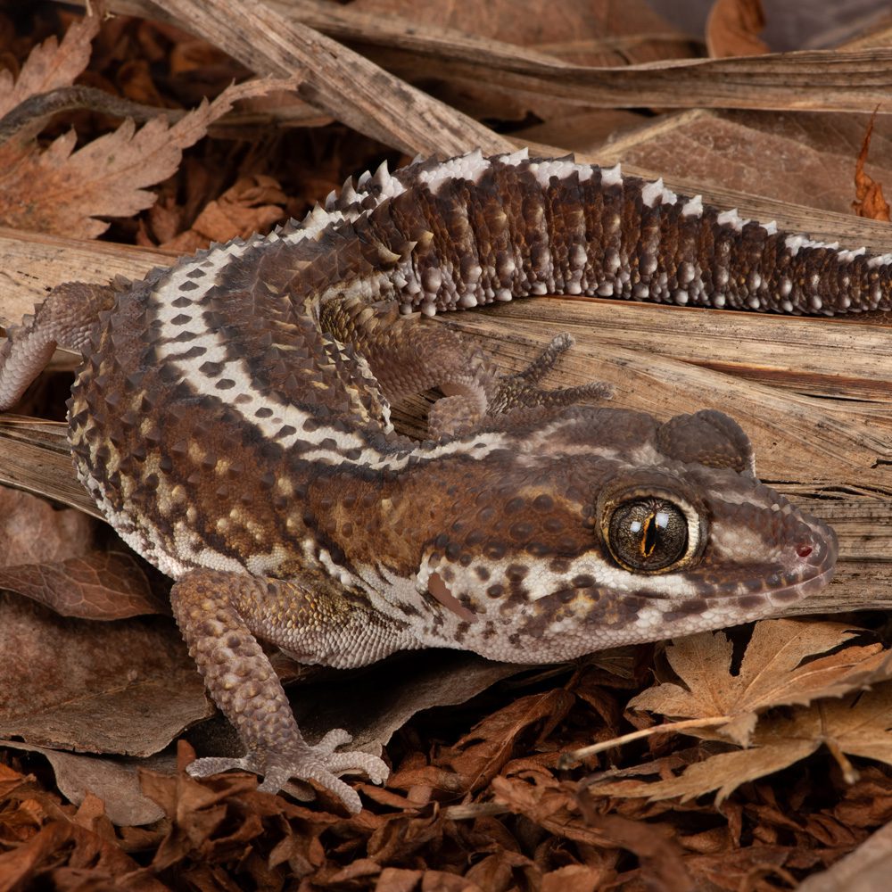 CB Madagascan Ground Gecko