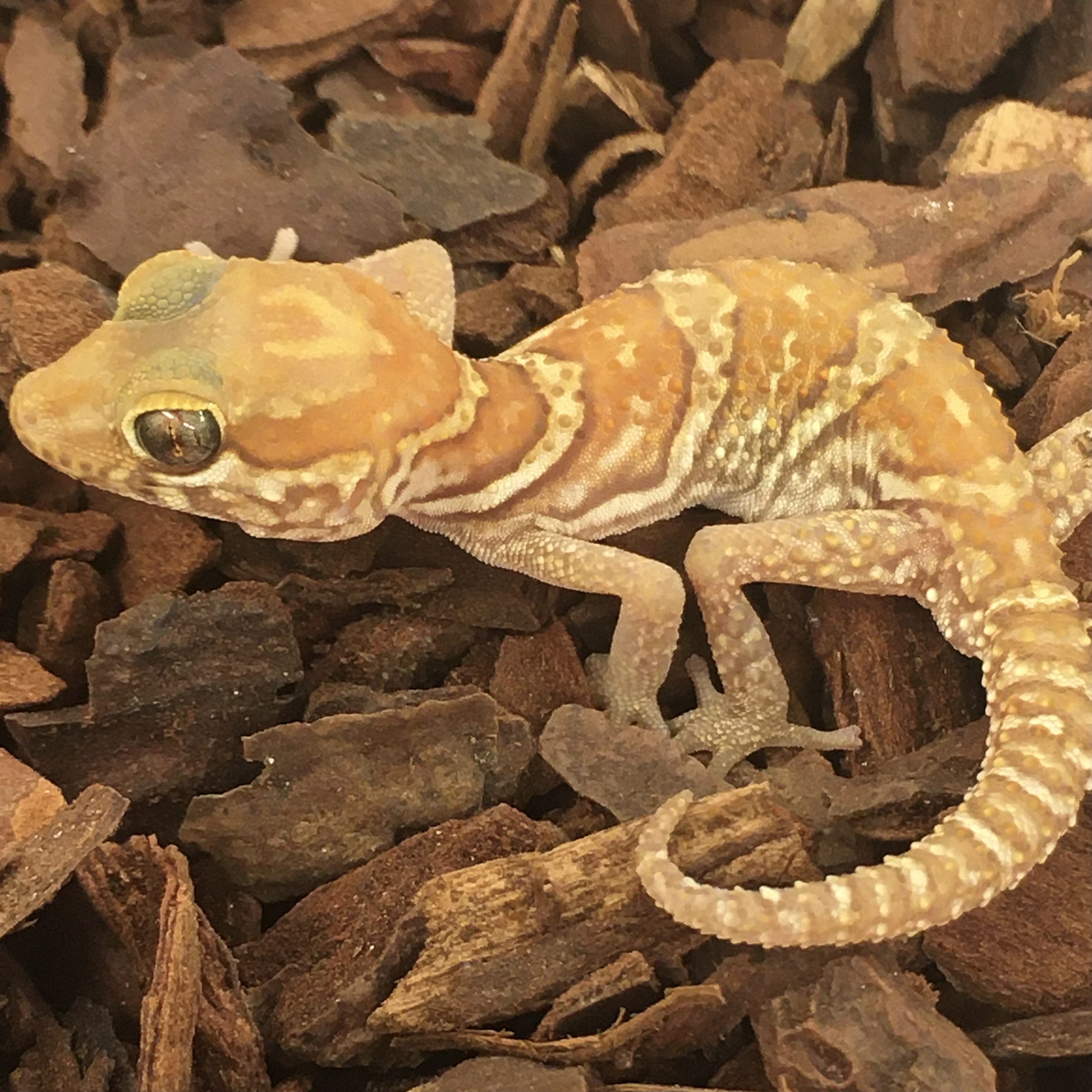 CB Albino Madagascan Ground Gecko