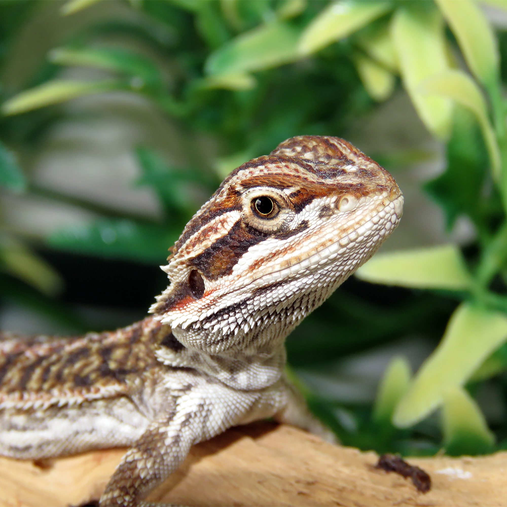 CB Pogona vitticeps Bearded Dragon