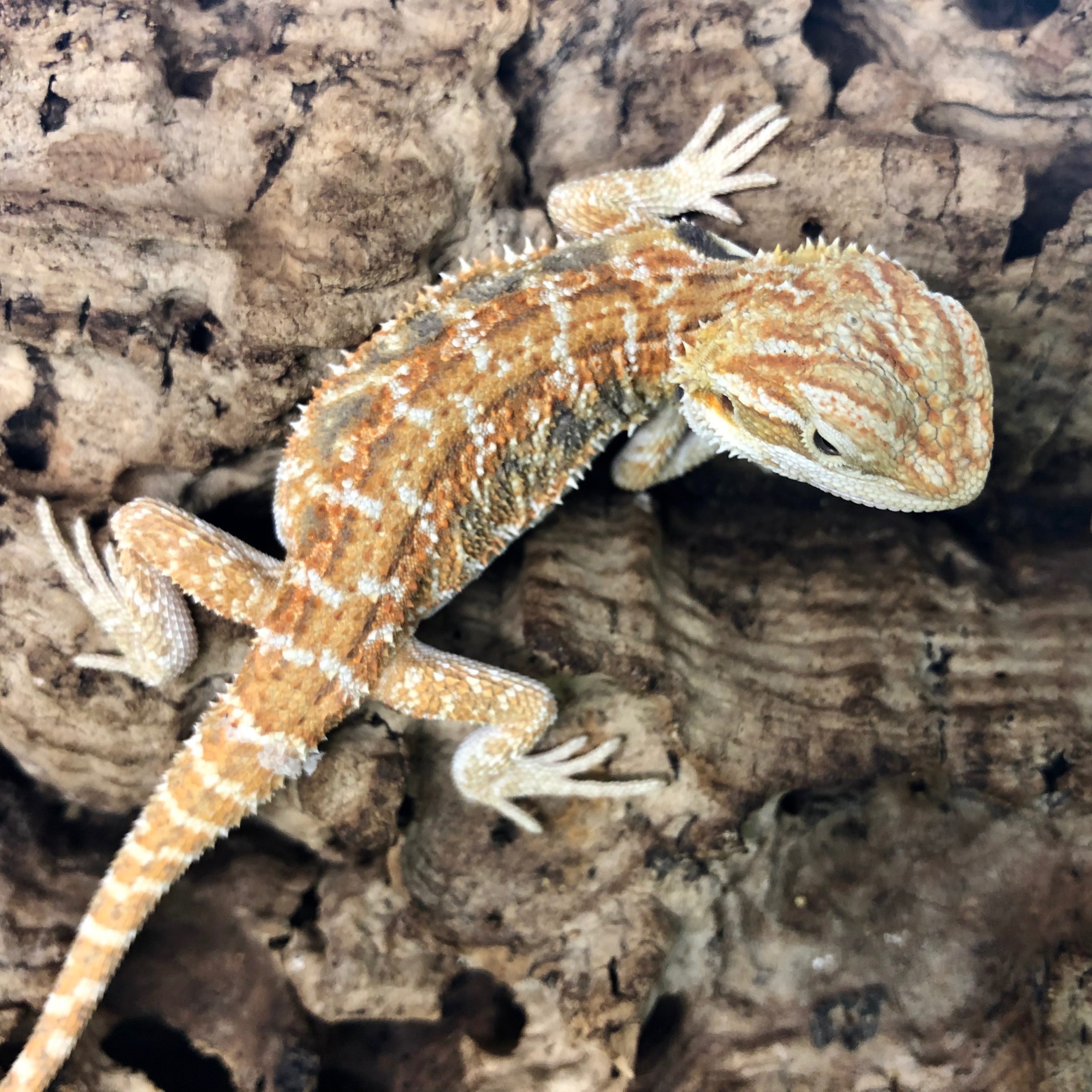 CB RED Bearded Dragon