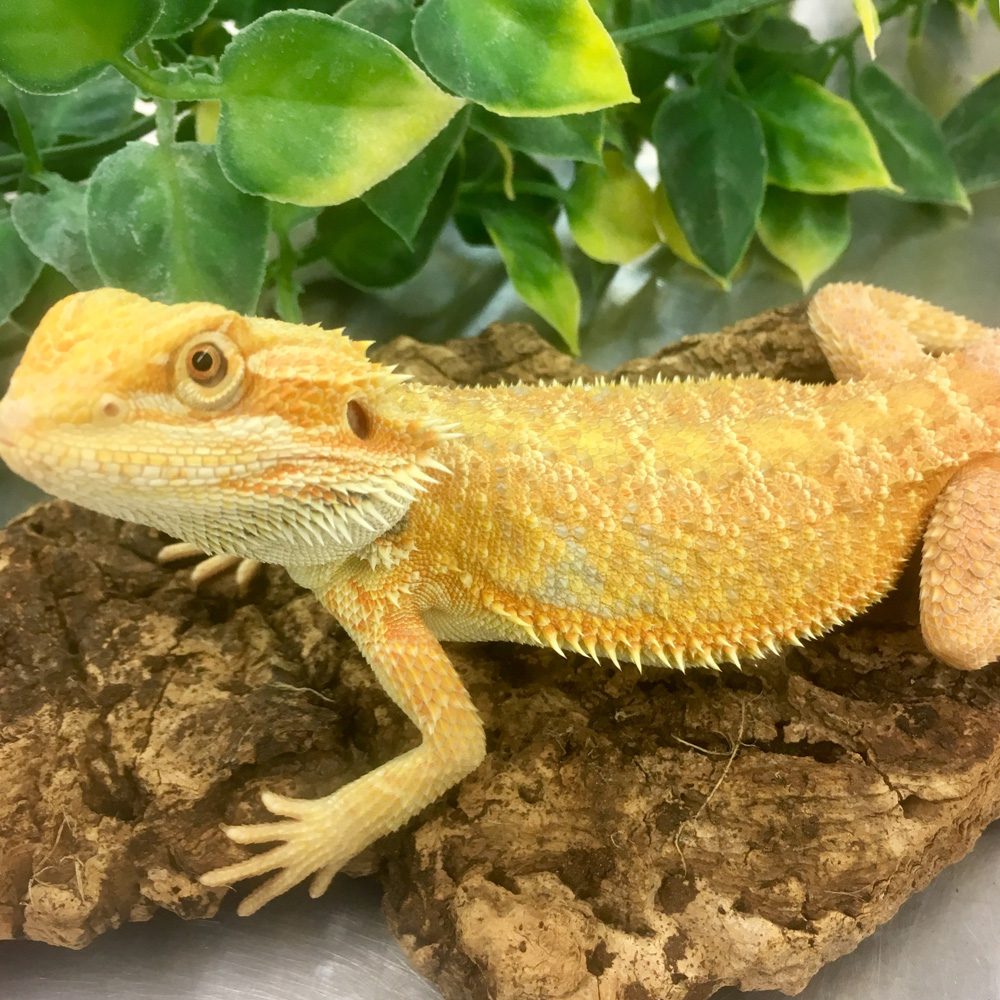 CB Mixed Morph Adult Bearded Dragon