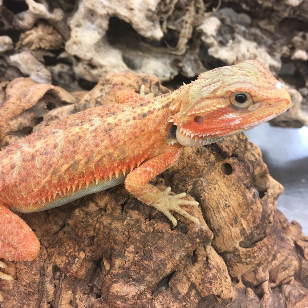 CB CITRUS/ RED TRANSLUCENT Bearded Dragon