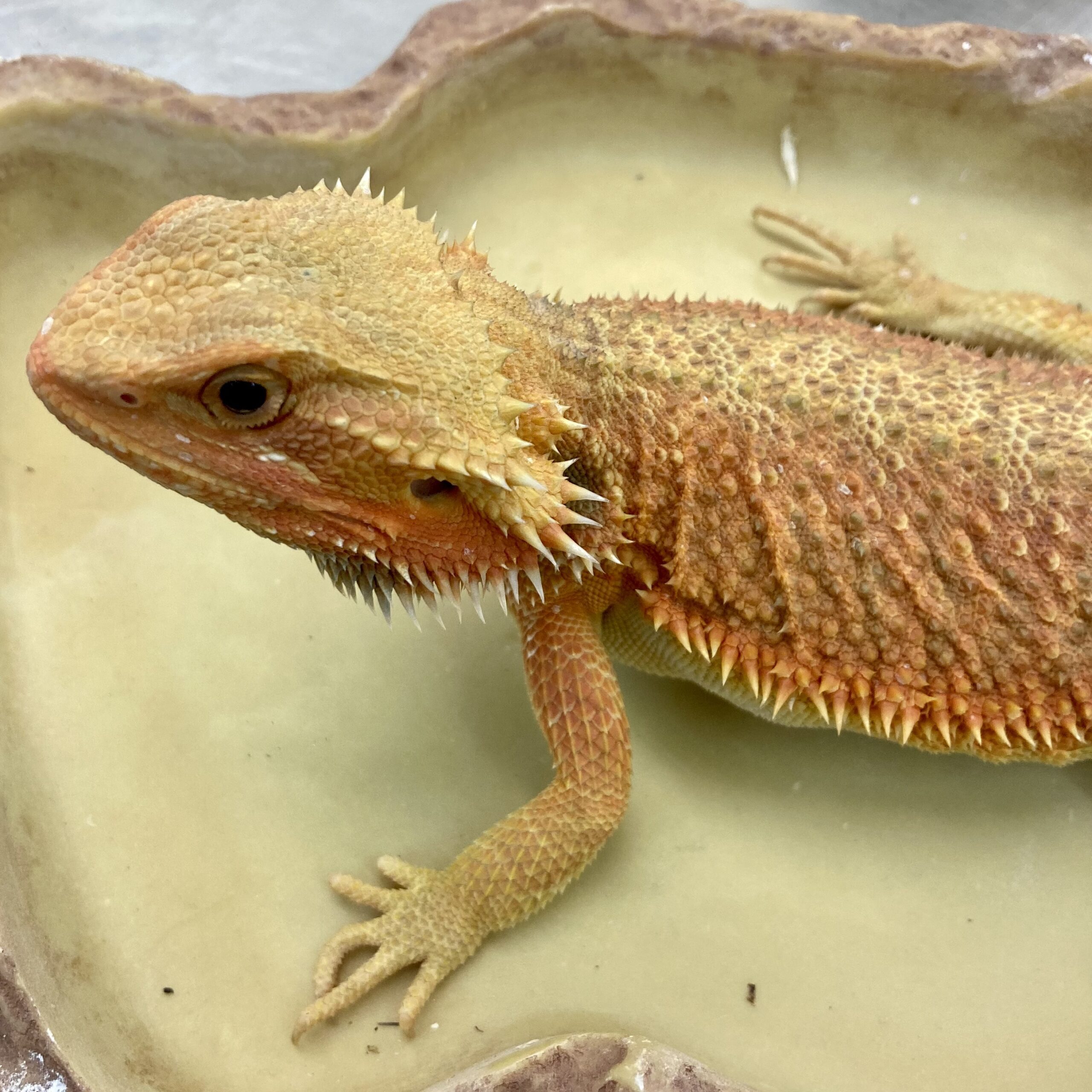 CB Bearded Dragon *B-Grade*